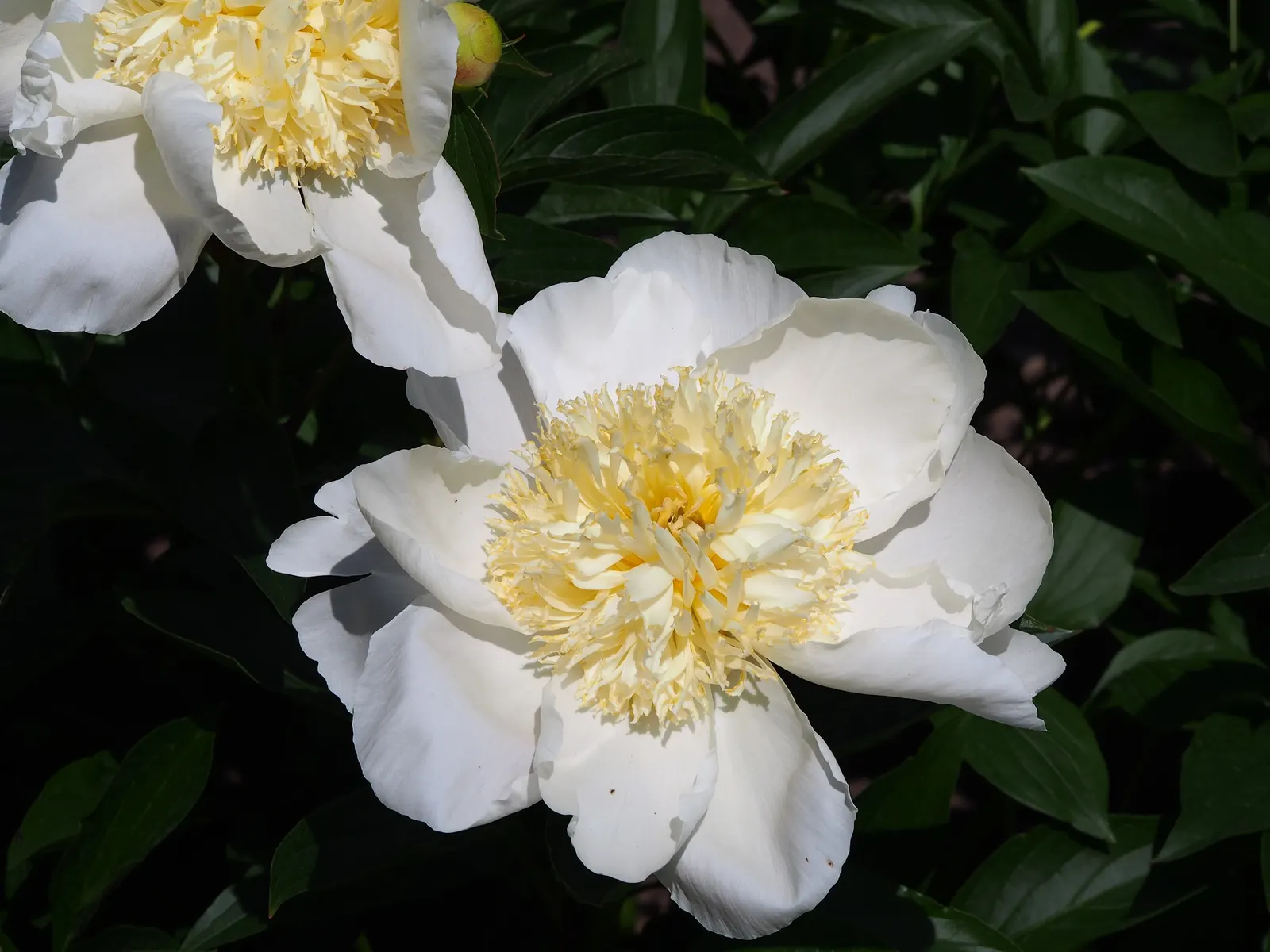 Chinese Peony (Paeonia Lactiflora) — perennial with pink and red and white blooms; attract pollinators to the landscape