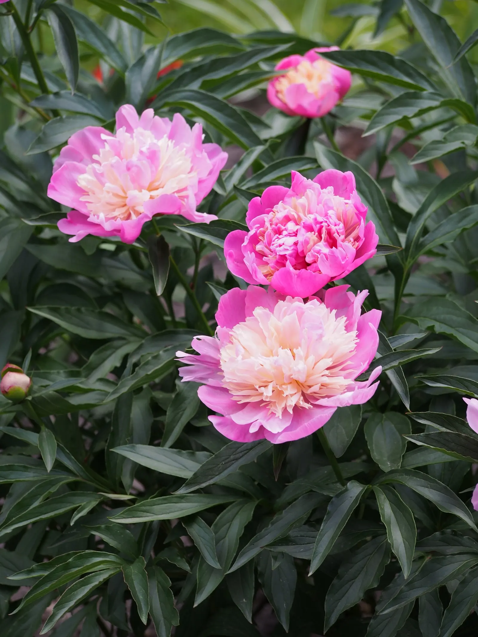 Chinese Peony (Paeonia Lactiflora) — gracing gardens with their presence in May or early June; perennial for full or half or shade, image 75