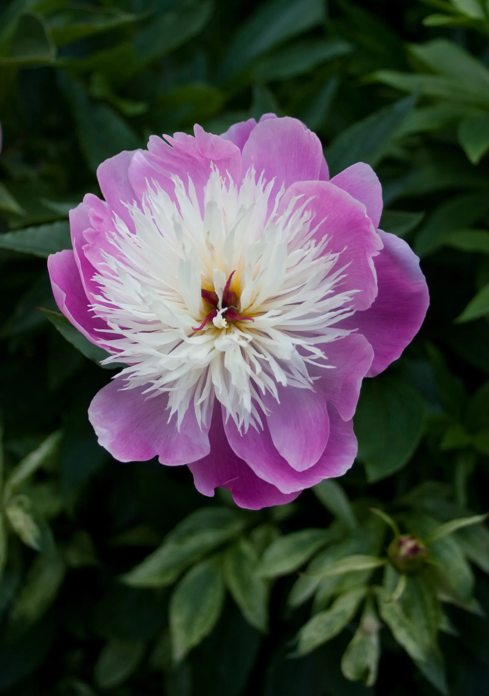 Chinese Peony (Paeonia Lactiflora) — gracing gardens with their presence in May or early June; perennial for full or half or shade