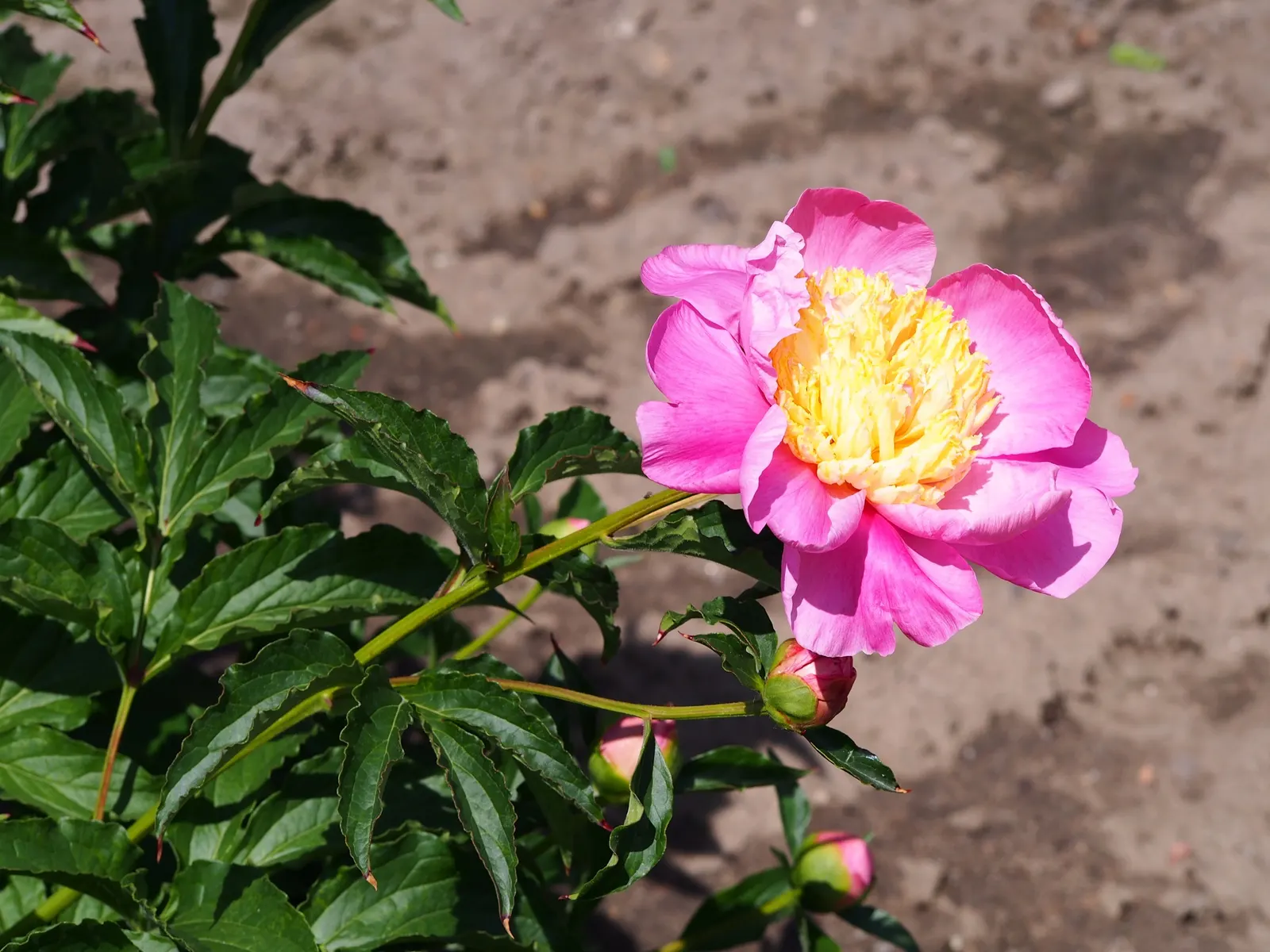 Chinese Peony (Paeonia Lactiflora) — The lush foliage provides a backdrop for summer plants after flowering; preferring full sun to partial shade, image 63