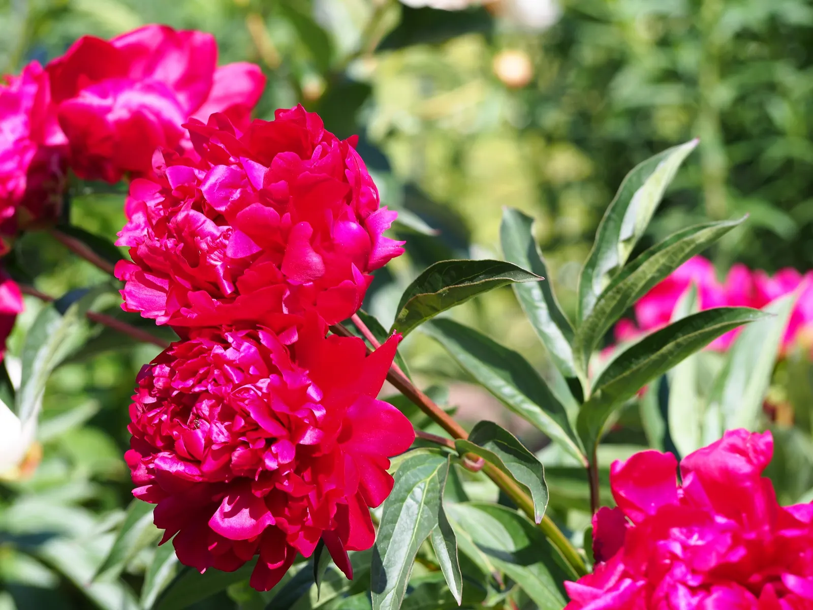 Chinese Peony (Paeonia Lactiflora) — The foliage remains an attractive green throughout the growing season; pink and red and white flowers in the garden