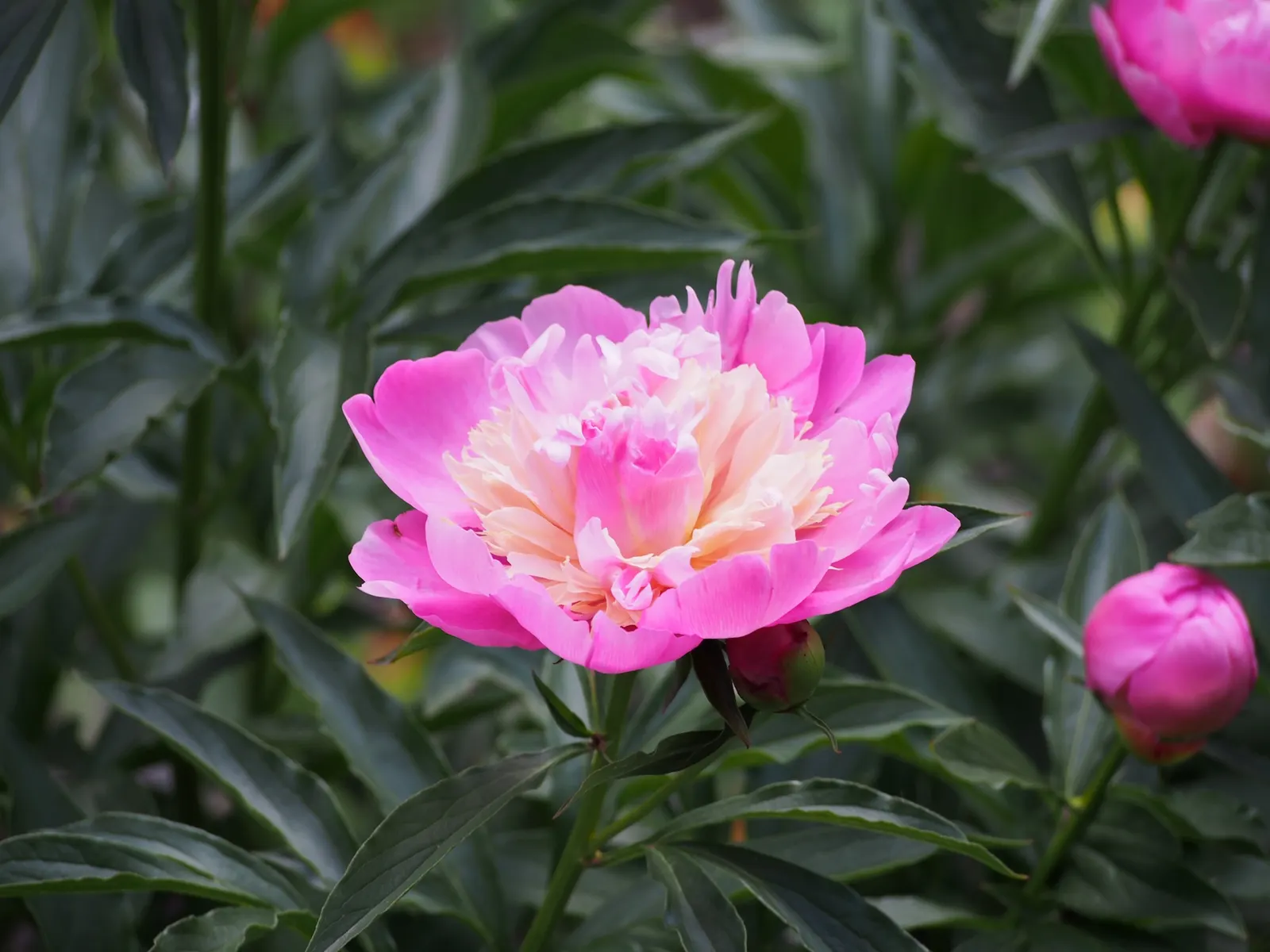 Chinese Peony (Paeonia Lactiflora) — Early to mid-spring is when these impressive blooms typically make their first appearance; suitable for USDA, image 74