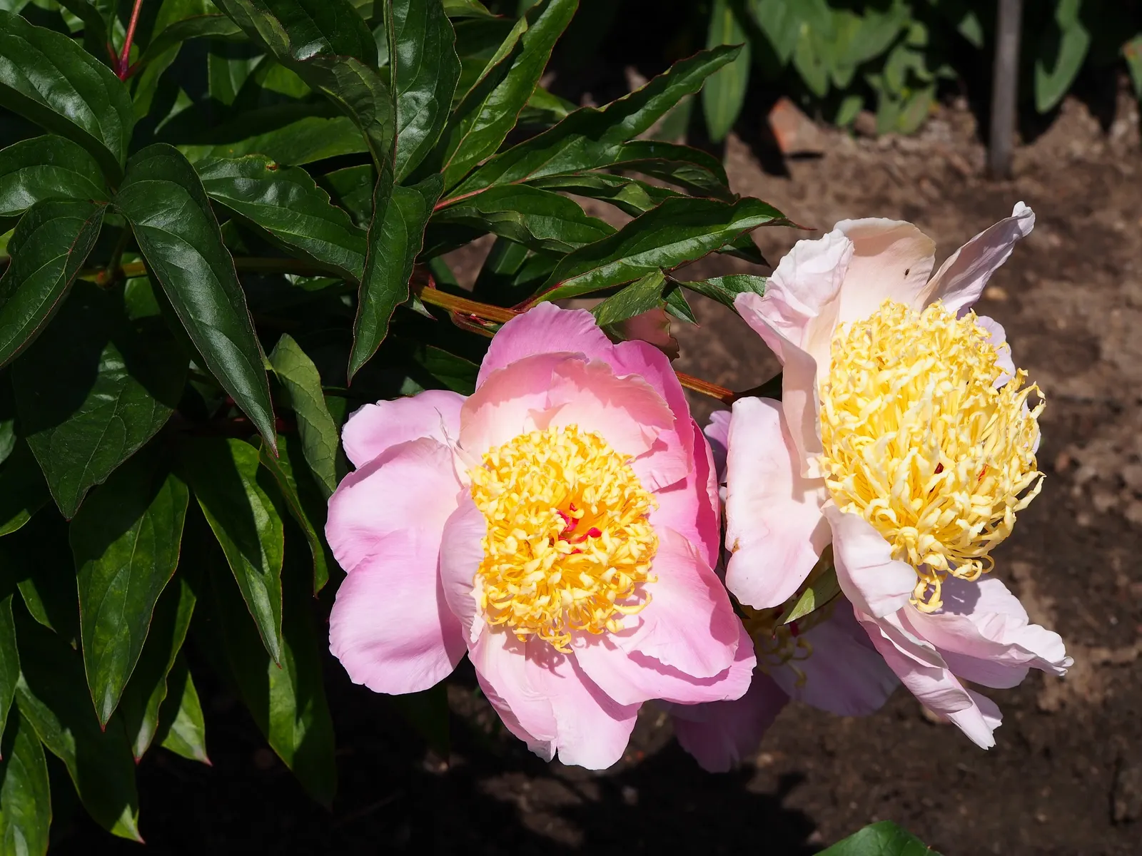 Chinese Peony (Paeonia Lactiflora) — and some cultivars feature enchanting multicolored petals, image 73