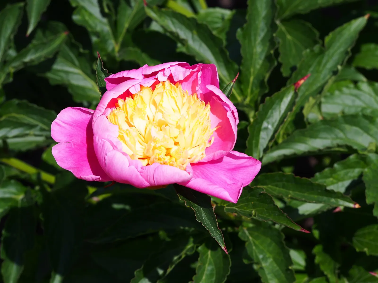 Chinese Peony (Paeonia Lactiflora) — which can span up to 10 inches across; fragrant flowers in shades from white to deep pink, image 71