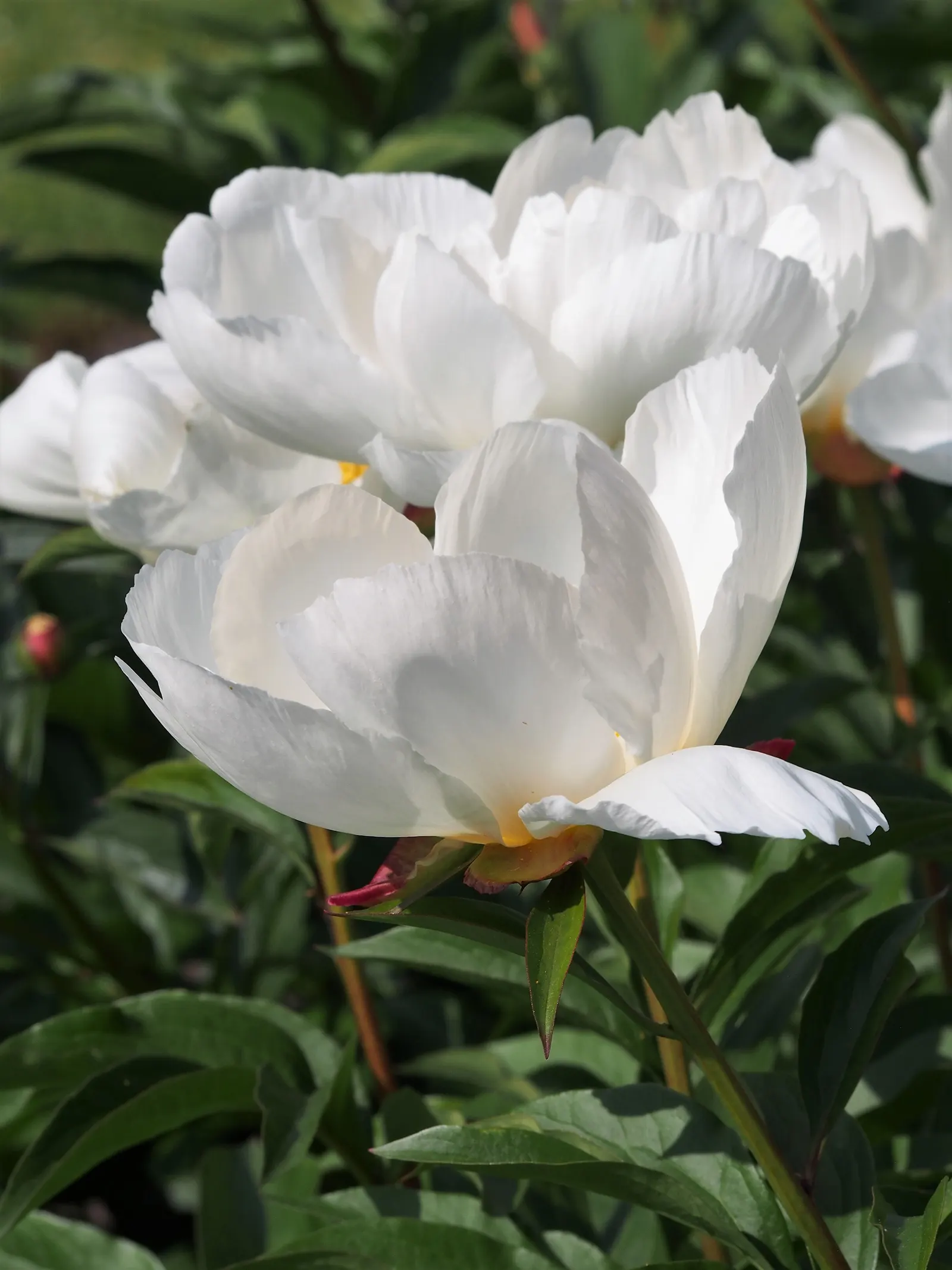 Chinese Peony (Paeonia Lactiflora) — consider that an individual plant can reach a mature size of roughly 2 to 3 feet in height and spread; early, image 69