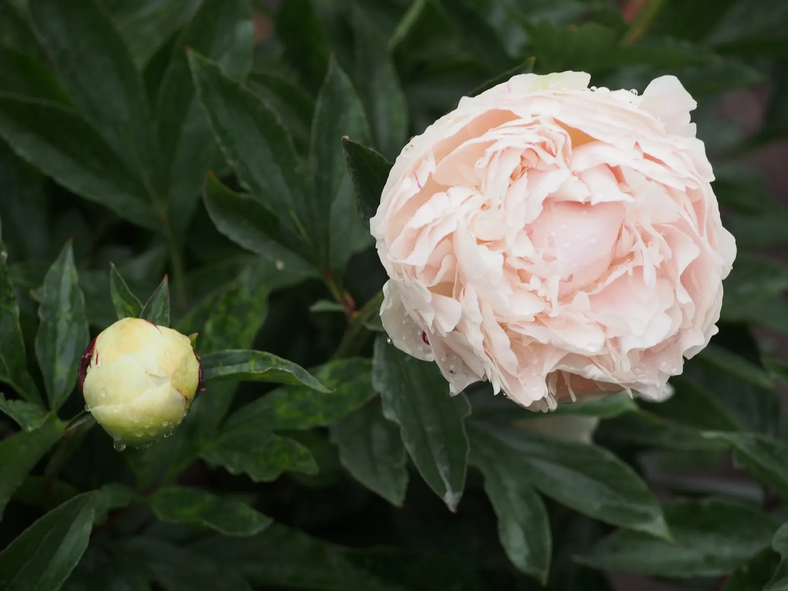 Chinese Peony (Paeonia Lactiflora) — and require minimal winter insulation once established; which can span up to 10 inches across