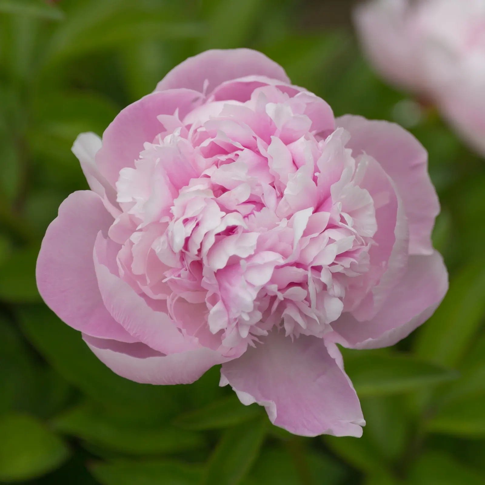Chinese Peony (Paeonia Lactiflora) — attract pollinators to the landscape; exhibit a variety of hues including whites, image 106