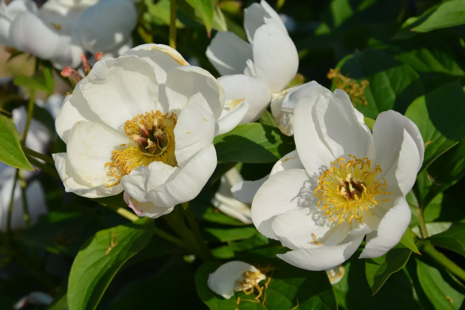 Chinese Peony (Paeonia Lactiflora) — Preferring full sun to partial shade, it flourishes in well-drained soil; recognized for their alluring scent, image 90