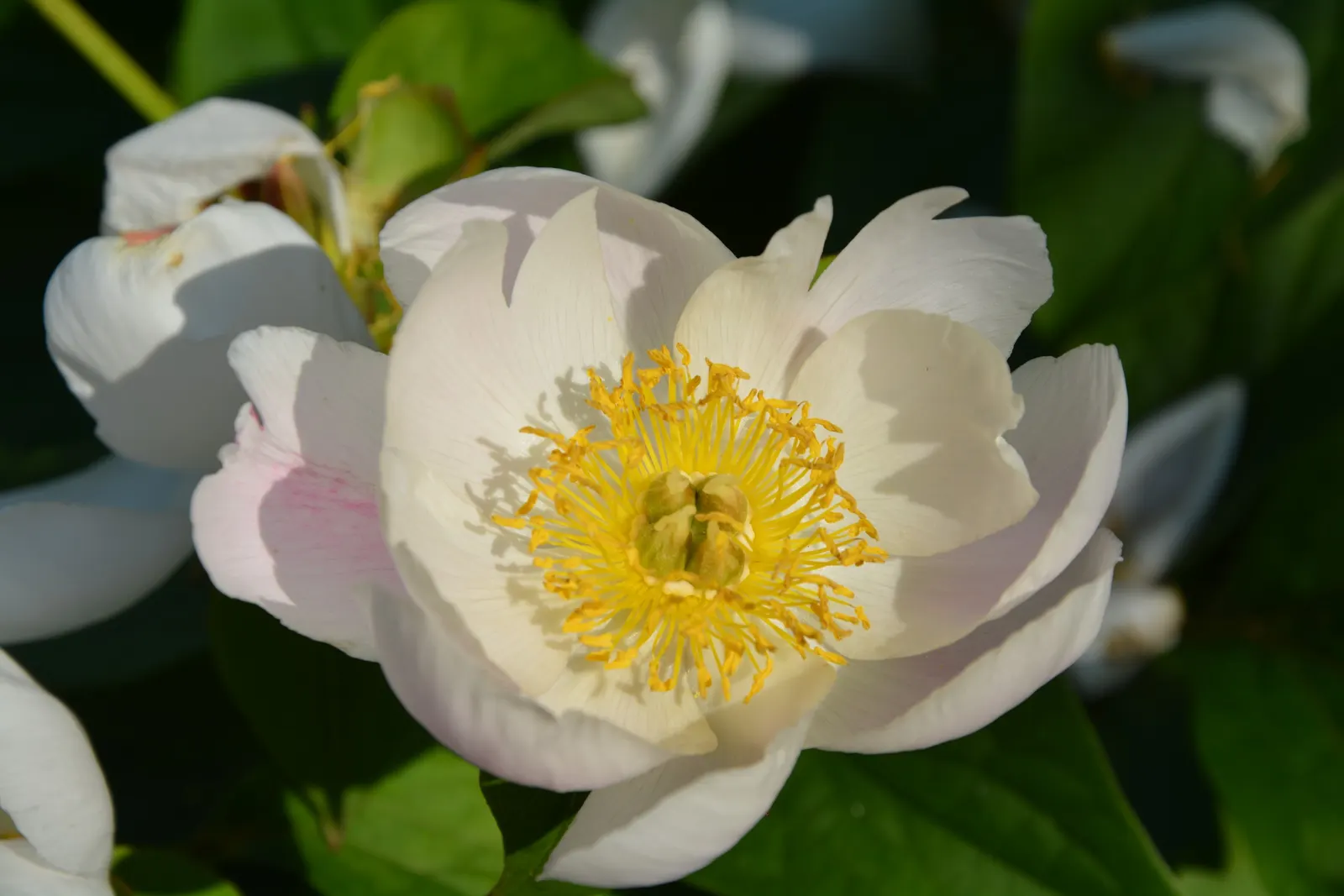 Chinese Peony (Paeonia Lactiflora) — perennial with pink and red and white blooms; attract pollinators to the landscape, image 86