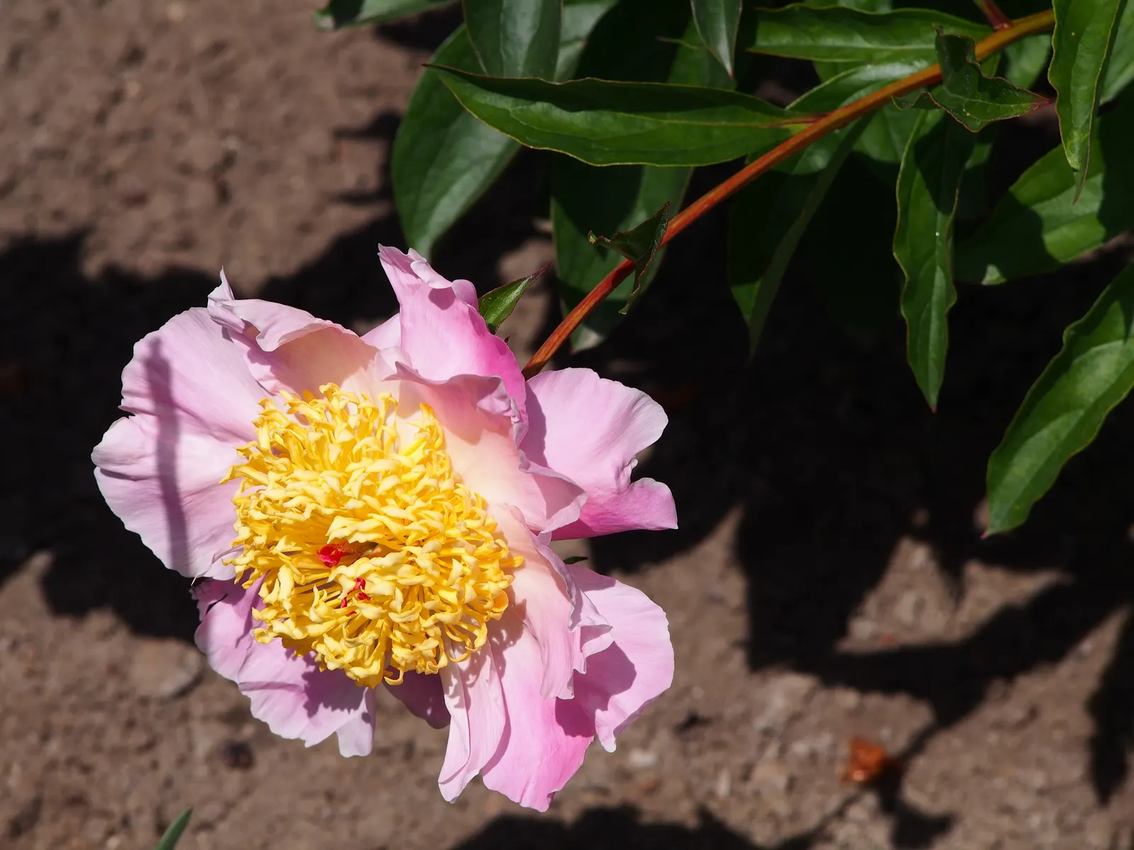 Chinese Peony (Paeonia Lactiflora) — When designing landscapes; this species boasts a rich horticultural history and is celebrated for its beauty, image 68