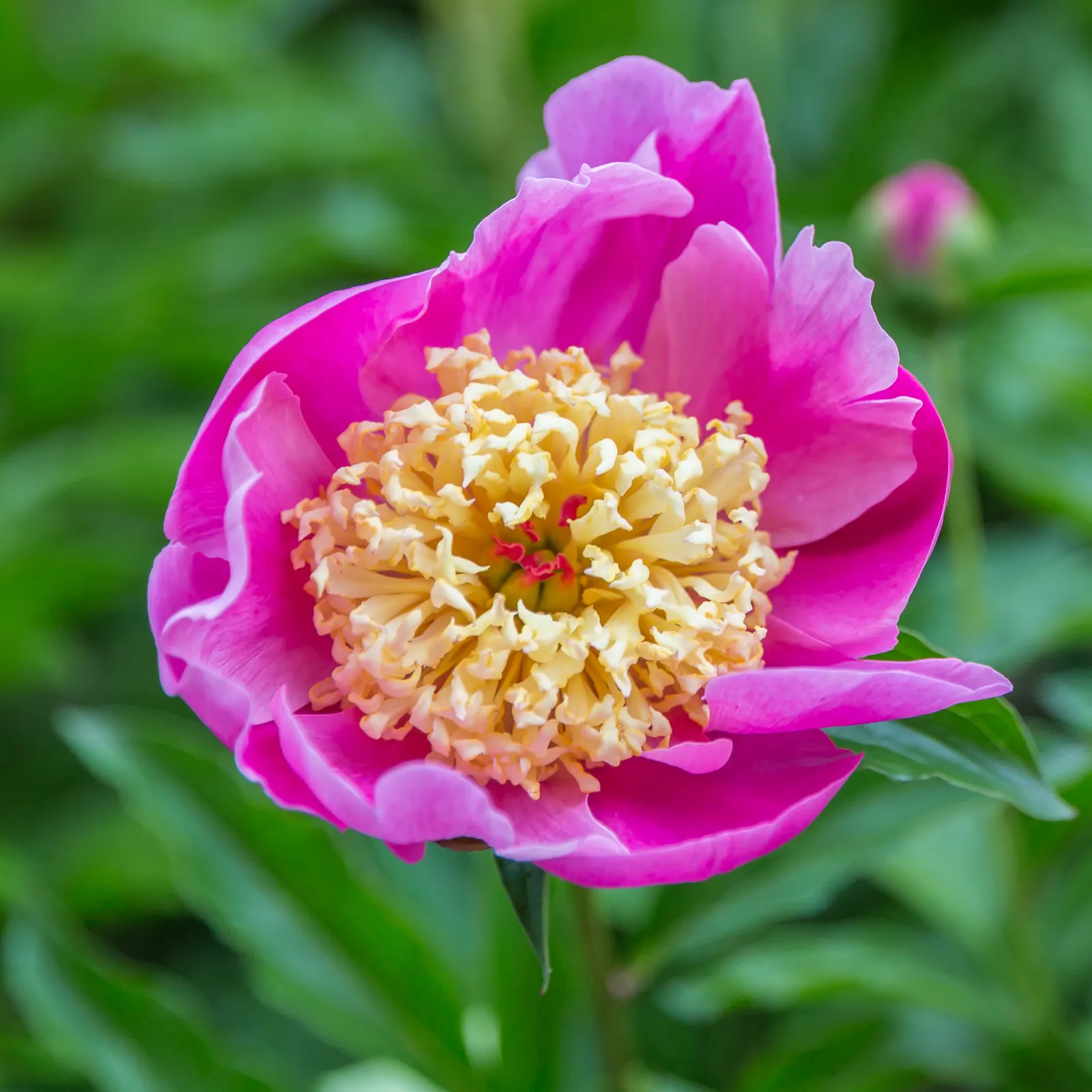 Chinese Peony (Paeonia Lactiflora) — recognized for their alluring scent; is a perennial plant renowned for its lush, image 105