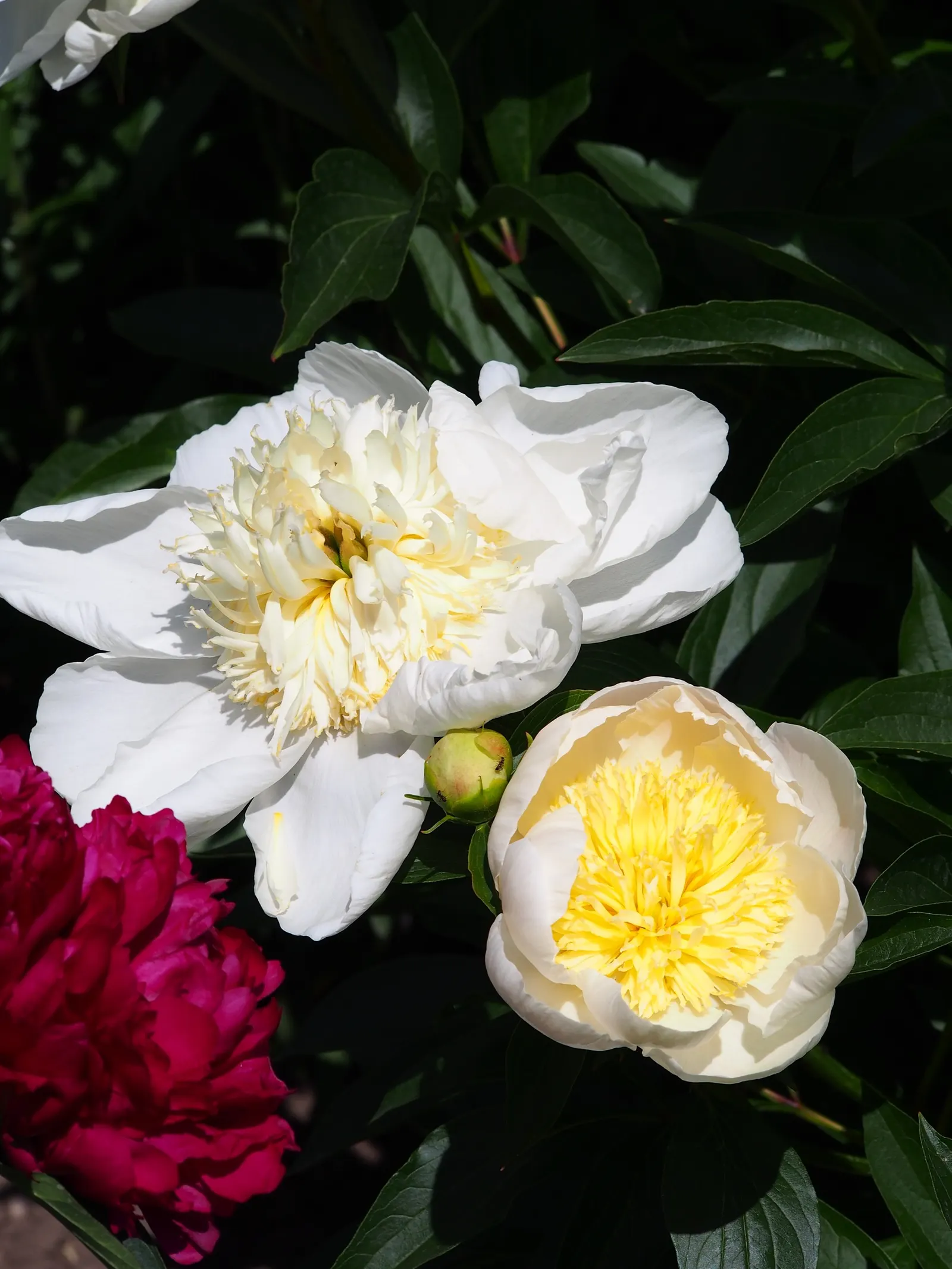 Chinese Peony (Paeonia Lactiflora) — Deer resistant and low maintenance; when designing landscapes, image 64