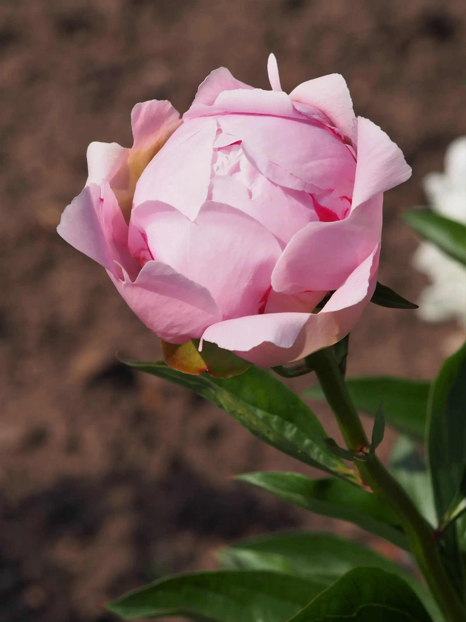 Chinese Peony (Paeonia Lactiflora) — this species boasts a rich horticultural history and is celebrated for its beauty and fragrance; thriving in, image 67