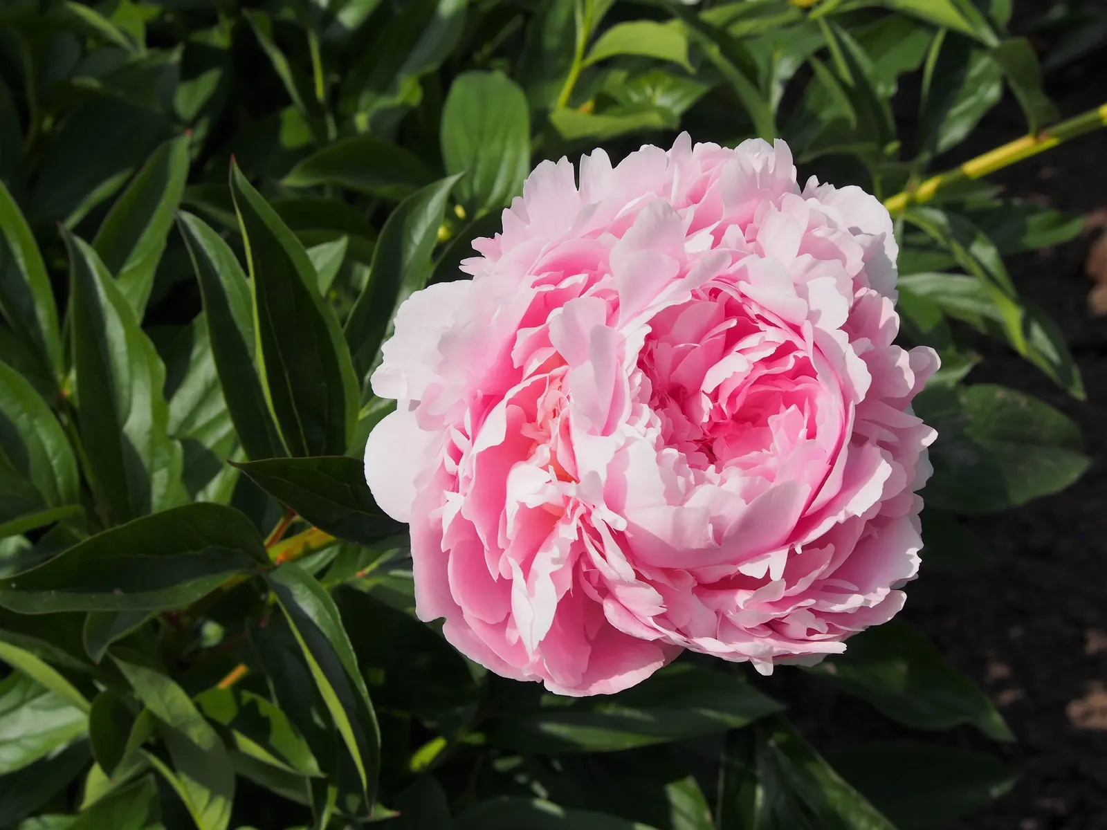 Chinese Peony (Paeonia Lactiflora) — perennial for full or half or shade; providing a backdrop for other garden plants post bloom