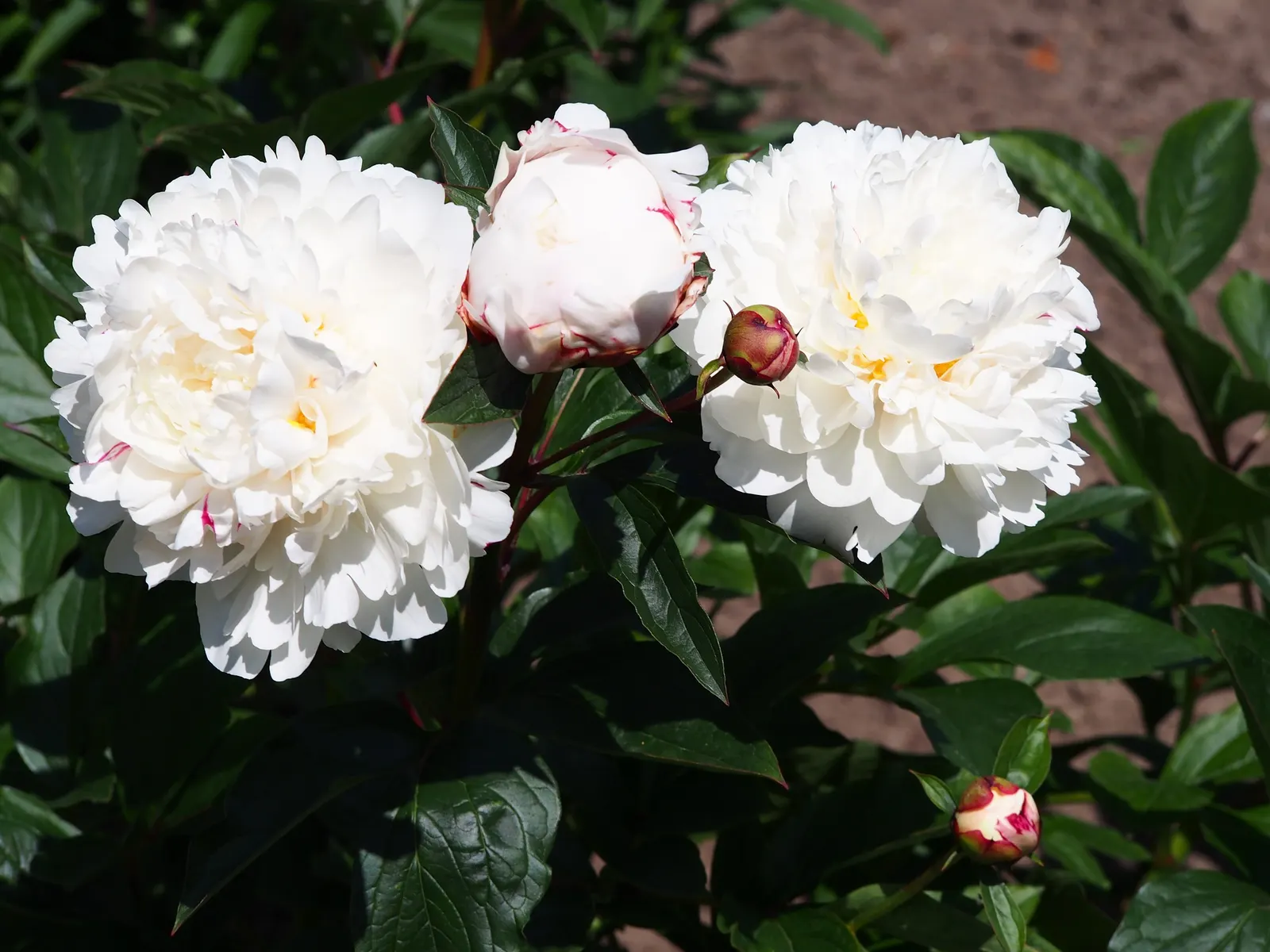 Chinese Peony (Paeonia Lactiflora) — floriferous blooms that serve as a stunning centerpiece for any garden; little pruning is needed, just the, image 66