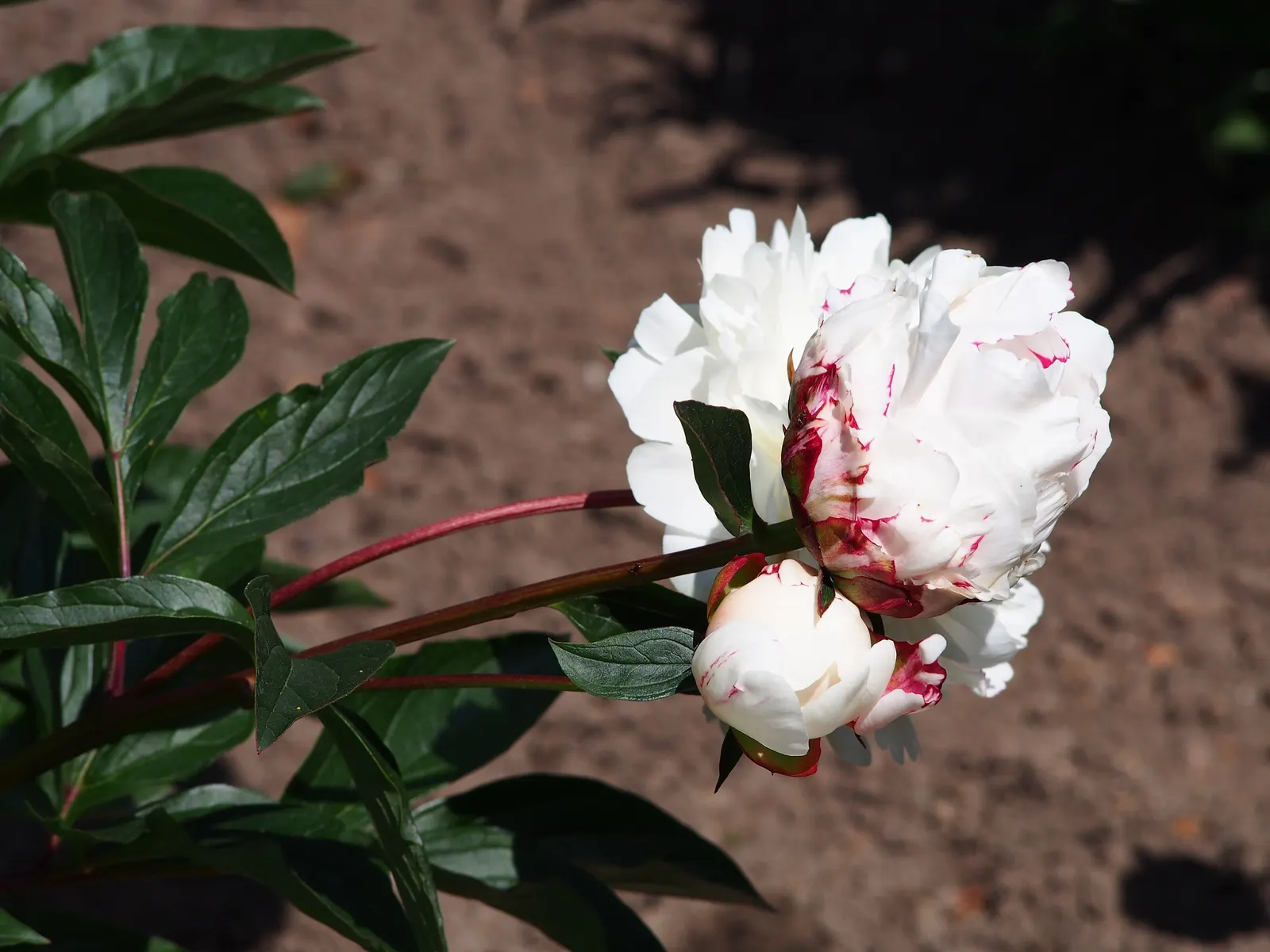 Chinese Peony (Paeonia Lactiflora) — recognized for their alluring scent; is a perennial plant renowned for its lush, image 76