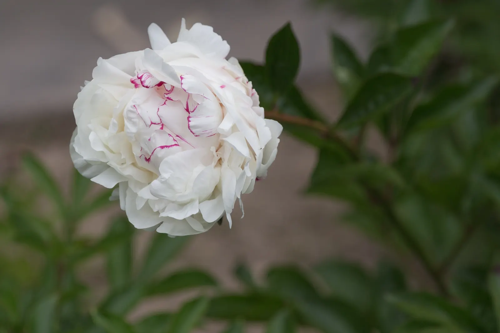 Chinese Peony (Paeonia Lactiflora) — gracing gardens with their presence in May or early June; perennial for full or half or shade, image 104