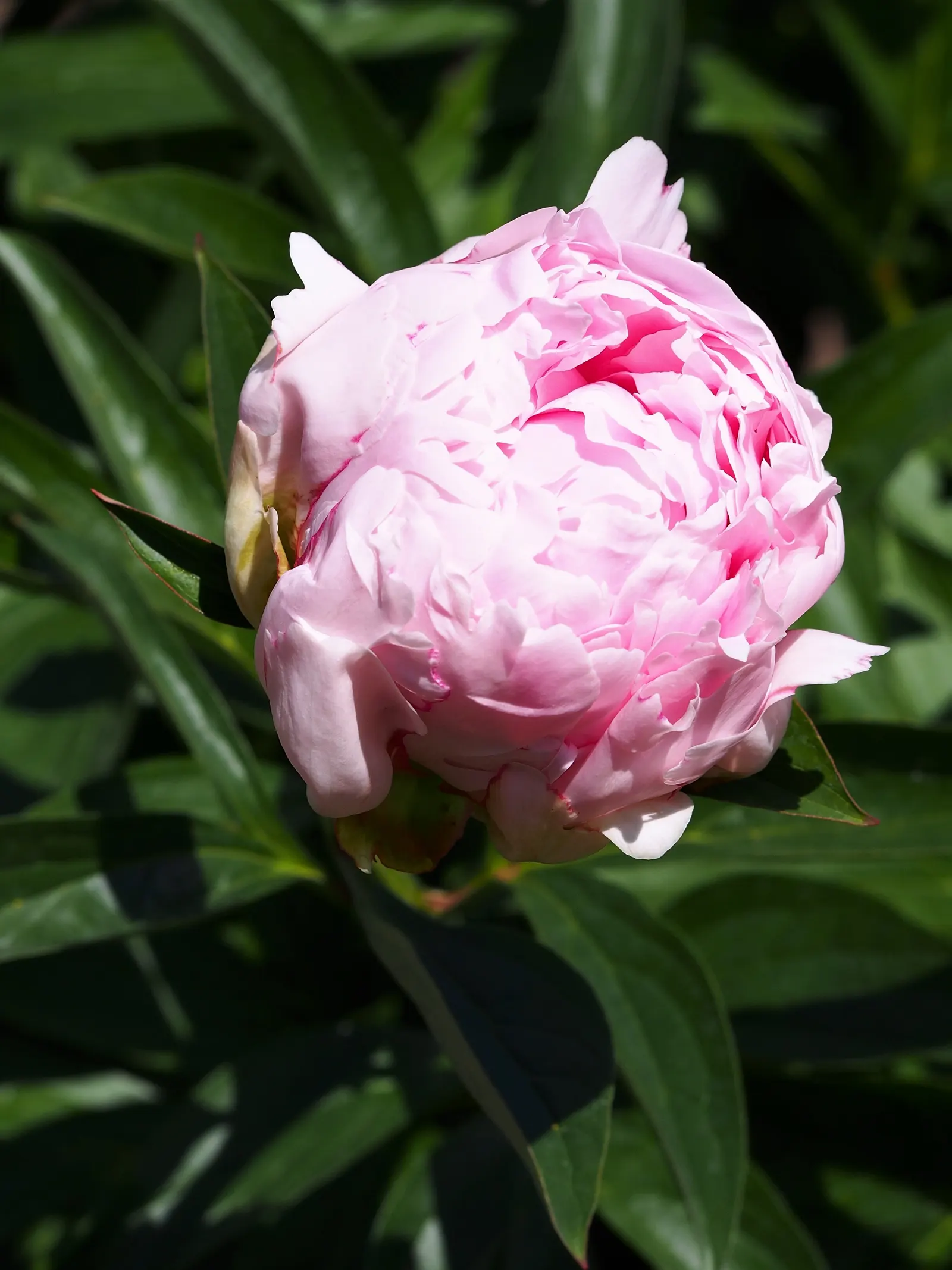 Chinese Peony (Paeonia Lactiflora) — recognized for their alluring scent; is a perennial plant renowned for its lush