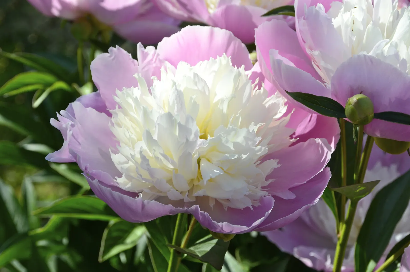 Chinese Peony (Paeonia Lactiflora) — exhibit a variety of hues including whites; floriferous blooms that serve as a stunning centerpiece for any garden