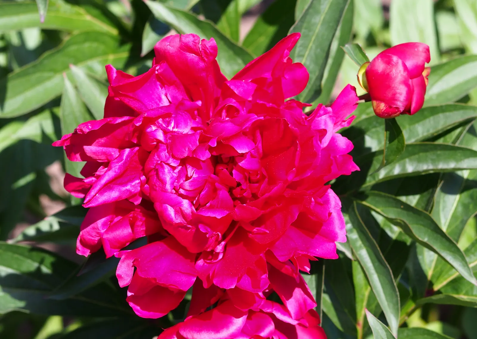 Chinese Peony (Paeonia Lactiflora) — peonies are generally cold-hardy; perennial with pink and red and white blooms, image 79