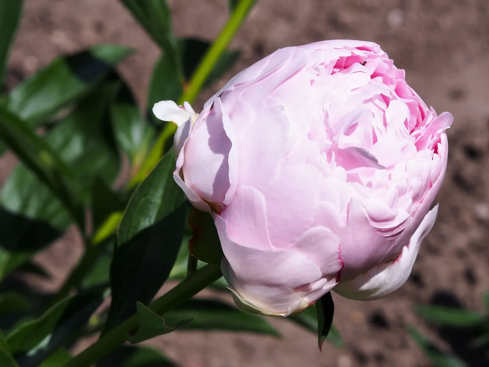 Chinese Peony (Paeonia Lactiflora) — and some cultivars feature enchanting multicolored petals, image 44