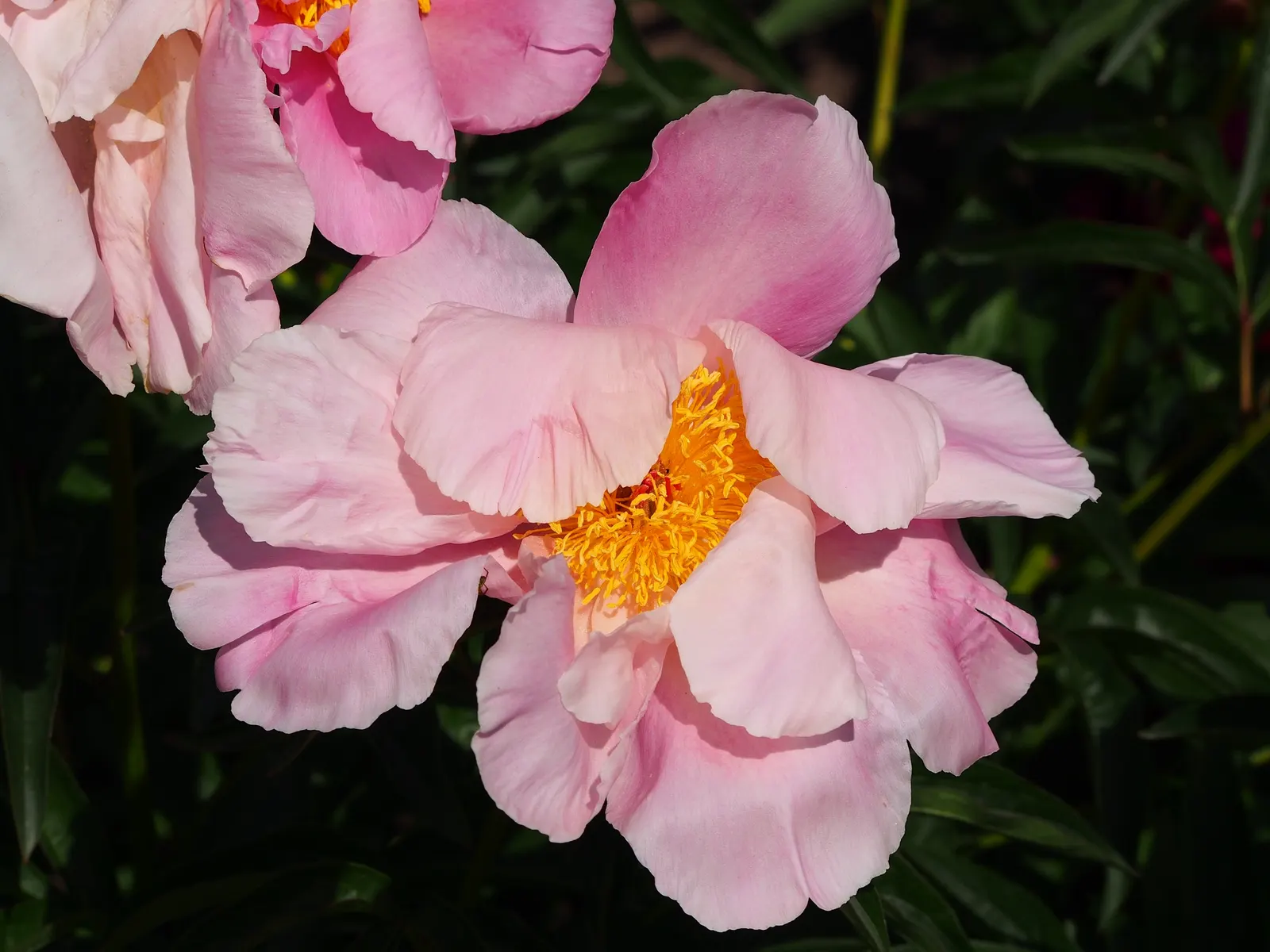 Chinese Peony (Paeonia Lactiflora) — is a perennial plant renowned for its lush; gracing gardens with their presence in May or early June, image 65