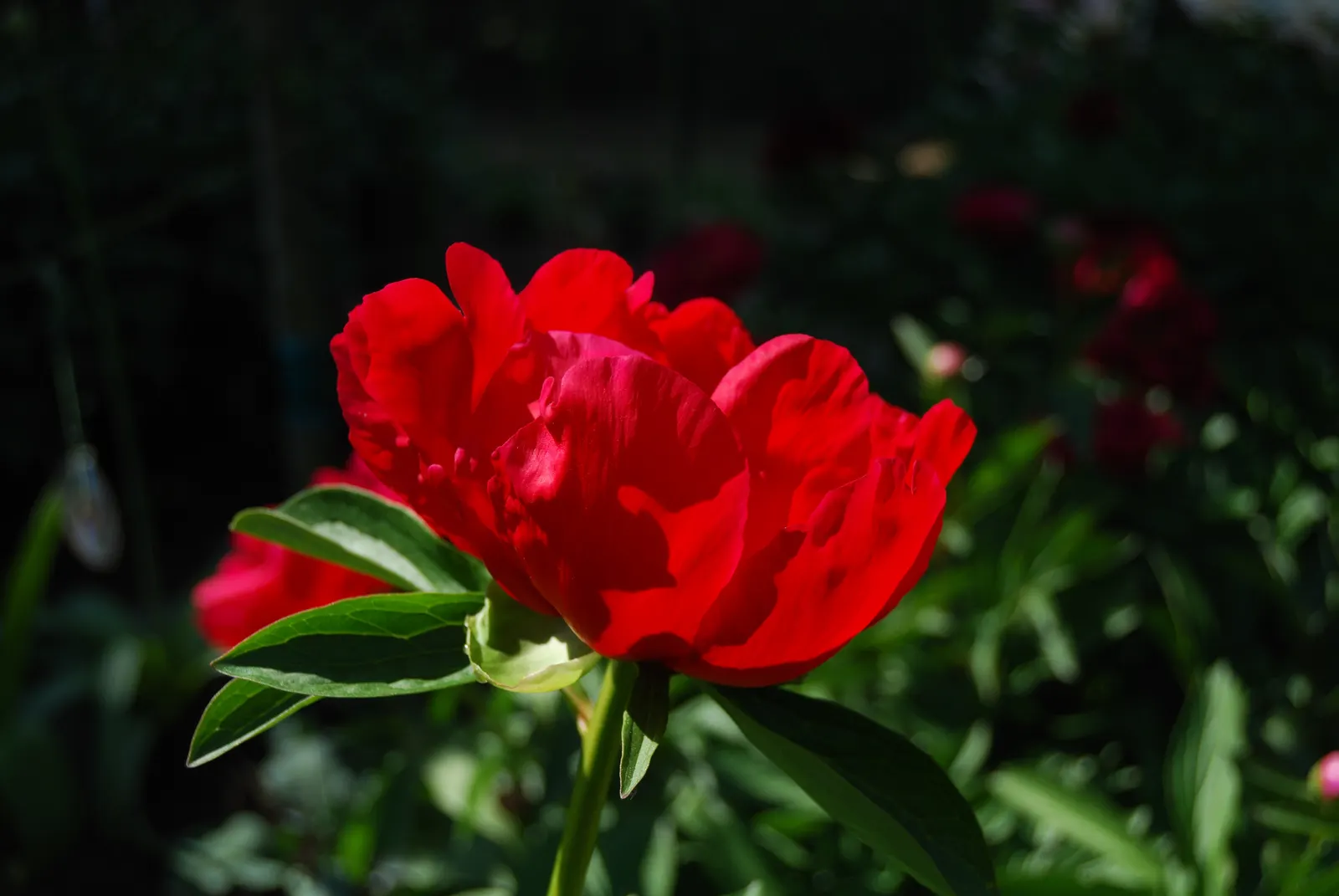Chinese Peony (Paeonia Lactiflora) — pink and red and white flowers in the garden; thus it requires ample space to thrive.<br><br>Blossoms, image 85