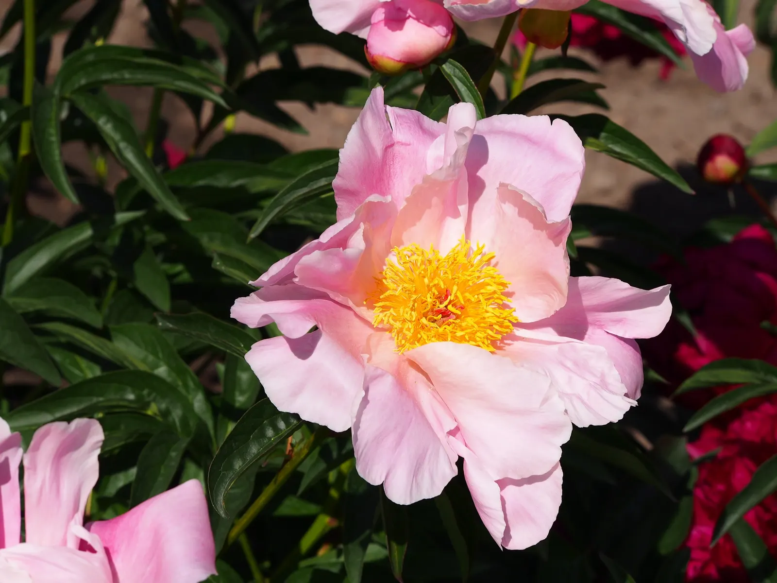 Chinese Peony (Paeonia Lactiflora) — exhibit a variety of hues including whites; floriferous blooms that serve as a stunning centerpiece for any, image 72