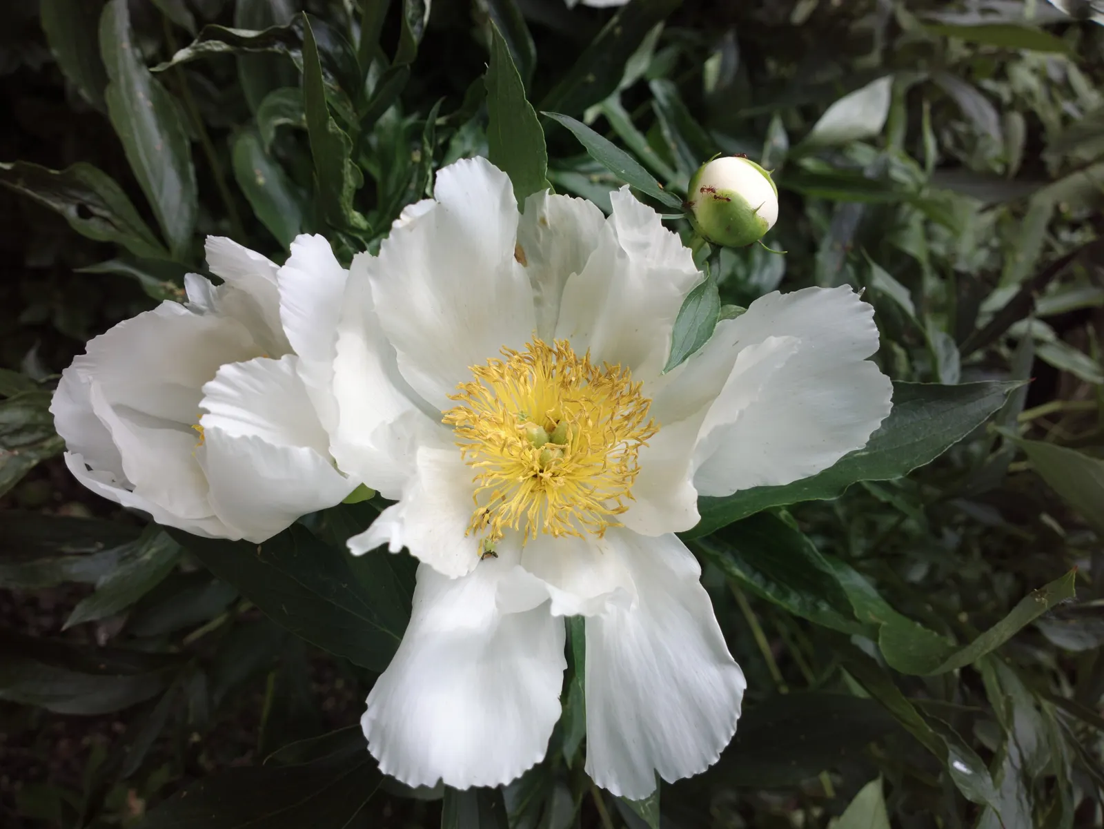 Chinese Peony (Paeonia Lactiflora) — It's vital to ensure adequate spacing between plants for air circulation, which helps prevent disease; peonies are