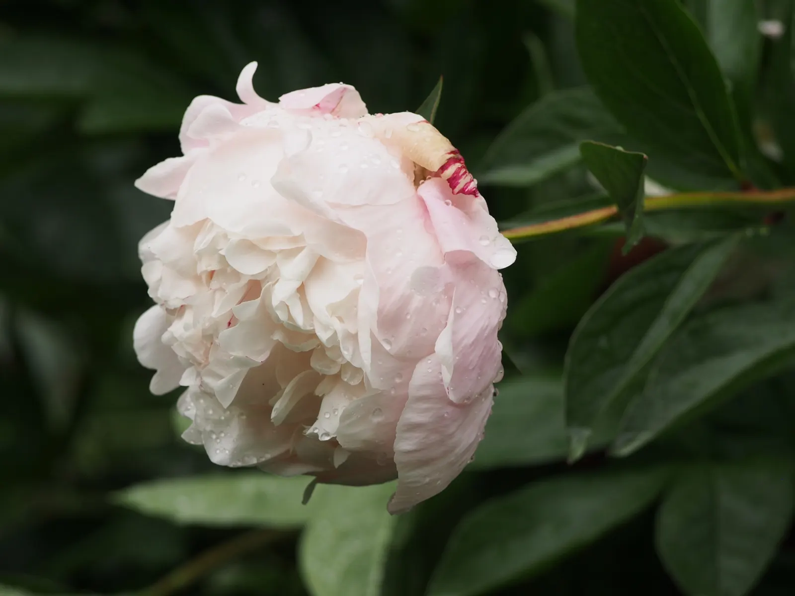 Chinese Peony (Paeonia Lactiflora) — attract pollinators to the landscape; exhibit a variety of hues including whites