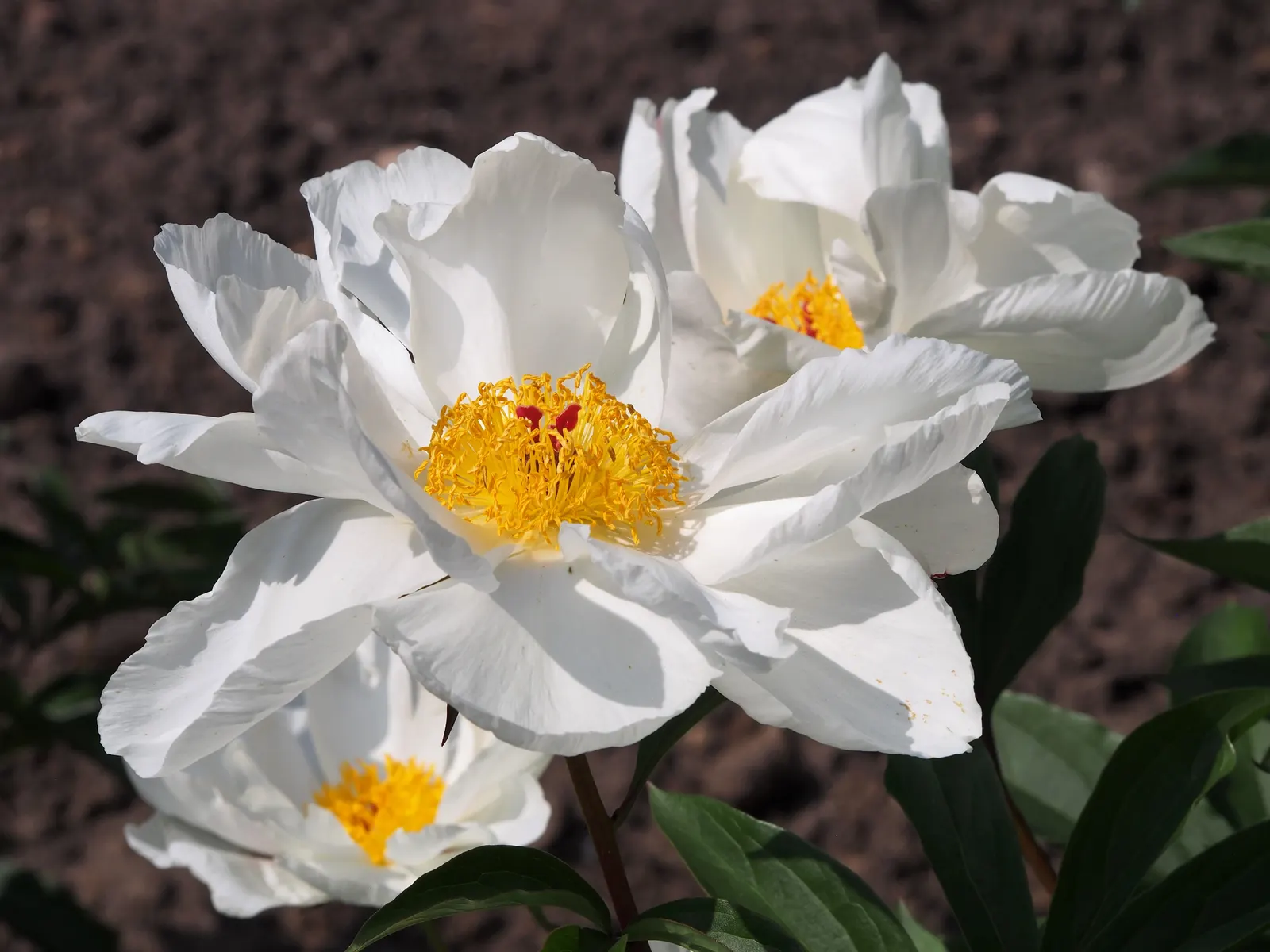Chinese Peony (Paeonia Lactiflora) — suitable for USDA zones 3 to 8; deer resistant and low maintenance, image 80