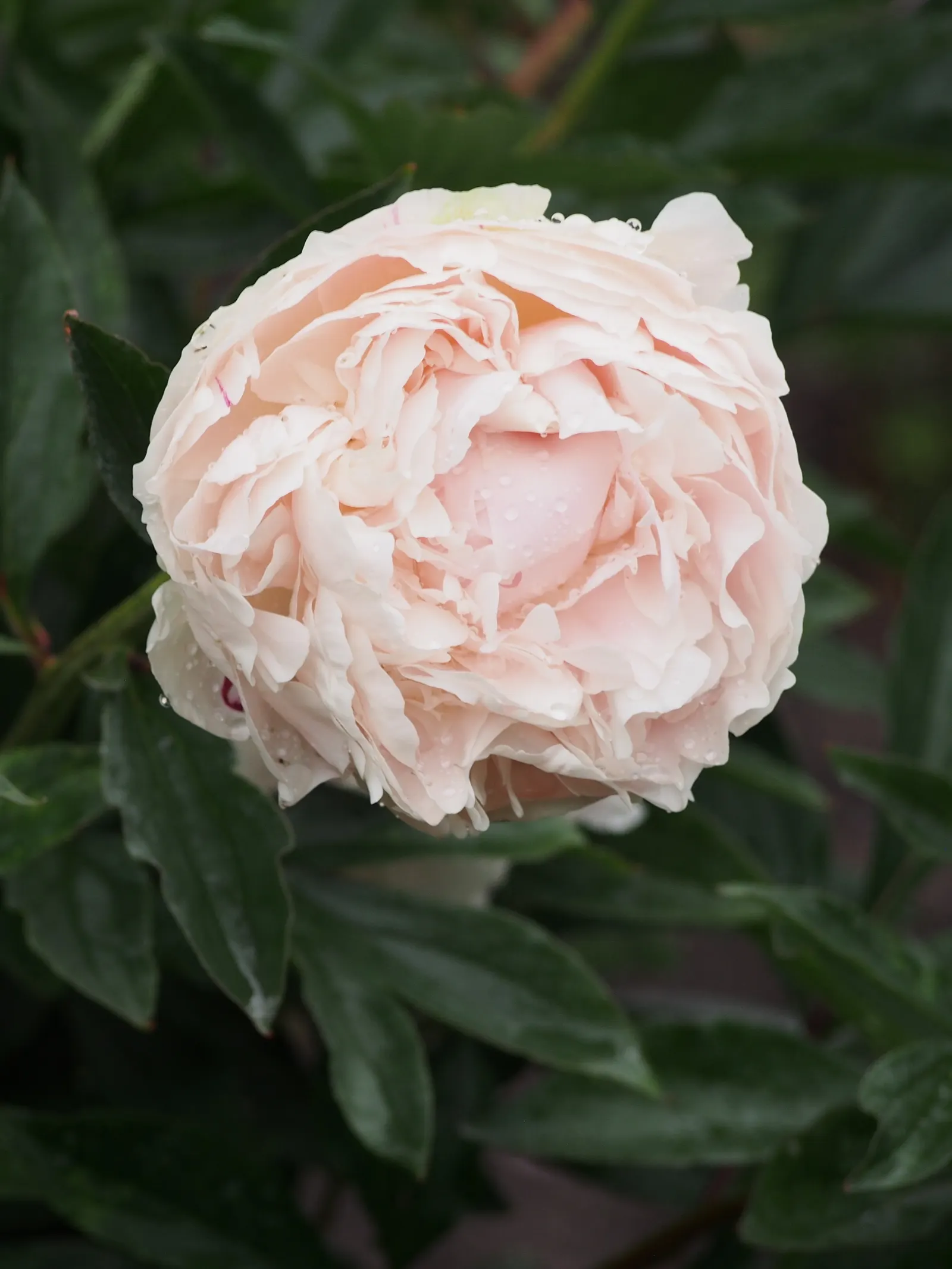 Chinese Peony (Paeonia Lactiflora) — peonies are generally cold-hardy; perennial with pink and red and white blooms