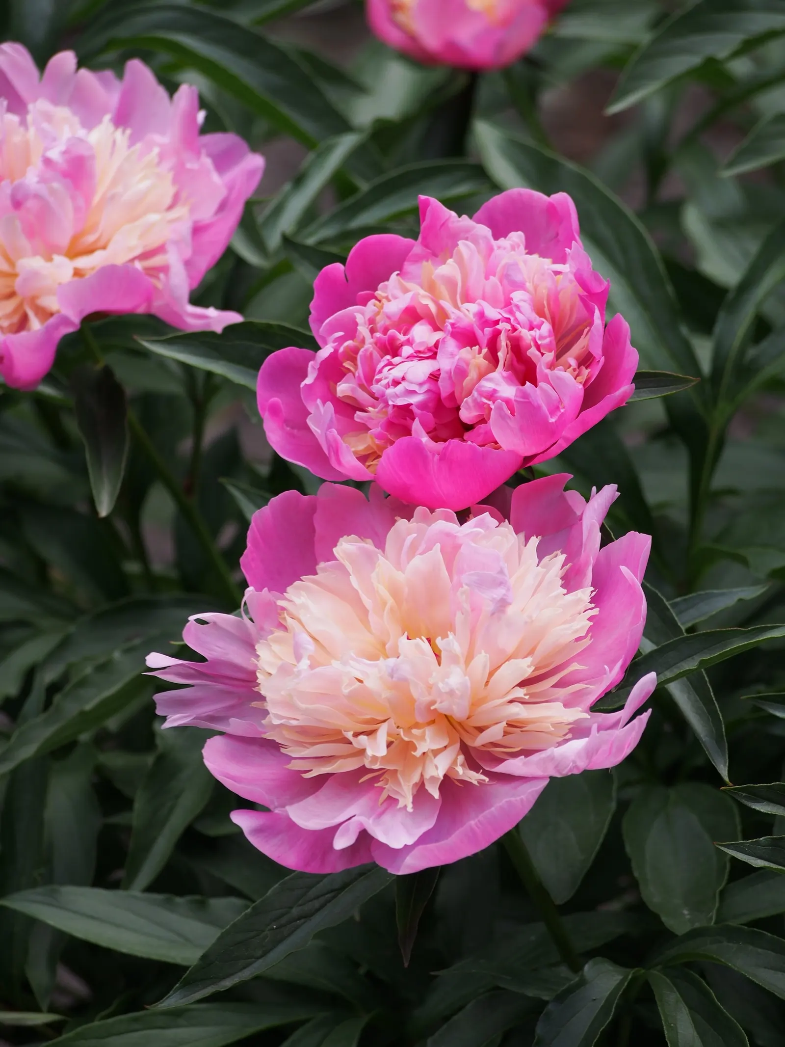 Chinese Peony (Paeonia Lactiflora) — providing a backdrop for other garden plants post bloom; the lush foliage provides a backdrop for summer plants after