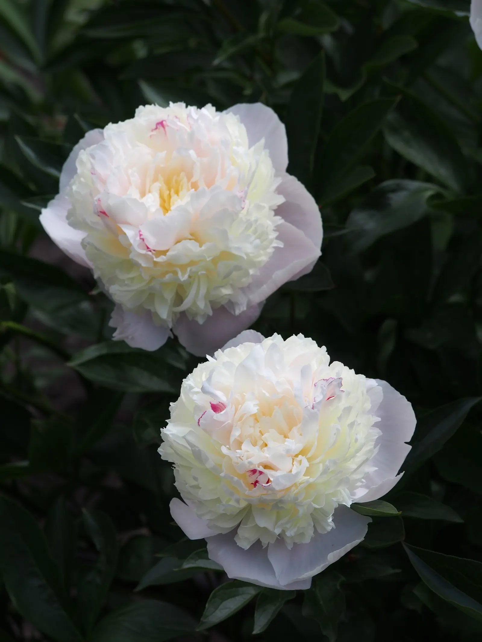 Chinese Peony (Paeonia Lactiflora) — Blooms appear in late spring, offering a spectacular display; the foliage remains an attractive green, image 62