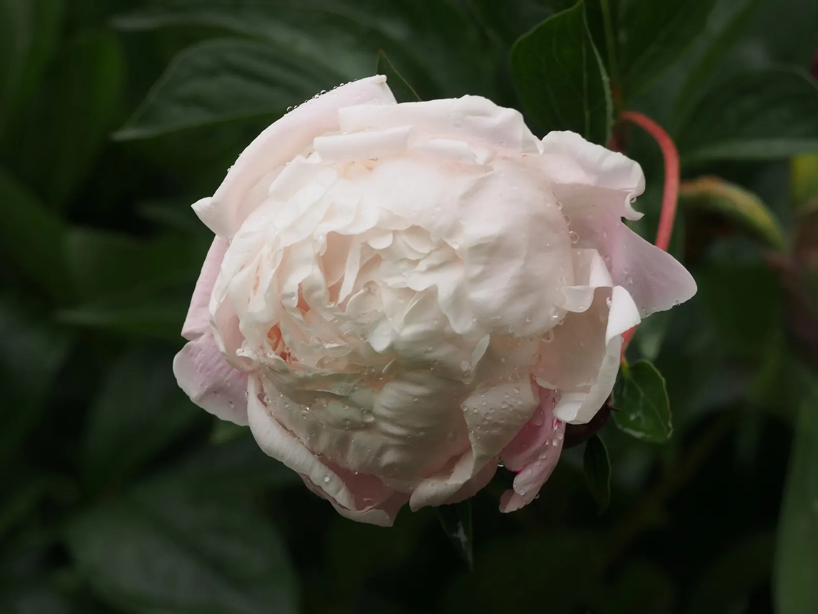 Chinese Peony (Paeonia Lactiflora) — pink and red and white flowers in the garden; thus it requires ample space to thrive.<br><br>Blossoms
