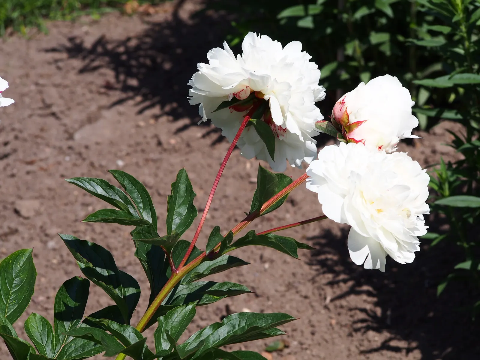 Chinese Peony (Paeonia Lactiflora) — thus it requires ample space to thrive.<br><br>Blossoms; and require minimal winter insulation once established, image 70