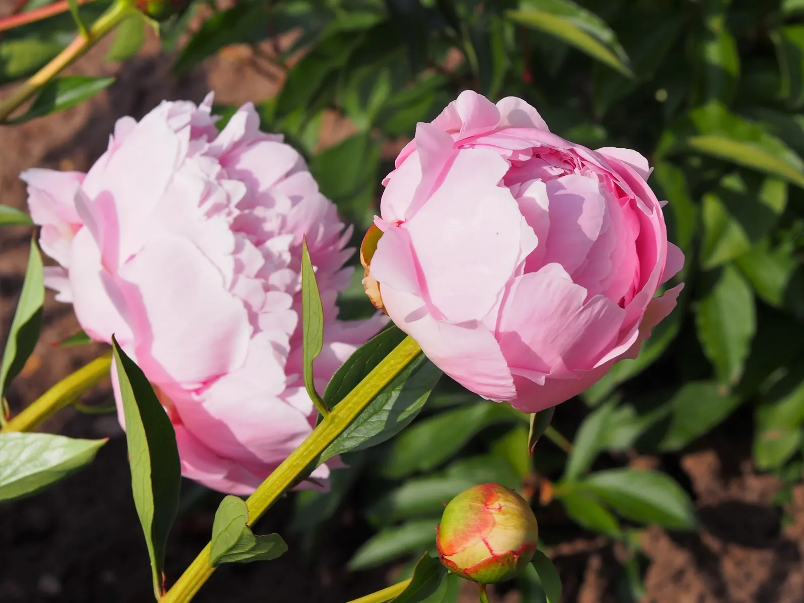 Chinese Peony (Paeonia Lactiflora) — fragrant flowers in shades from white to deep pink; blooms appear in late spring, offering a spectacular, image 59