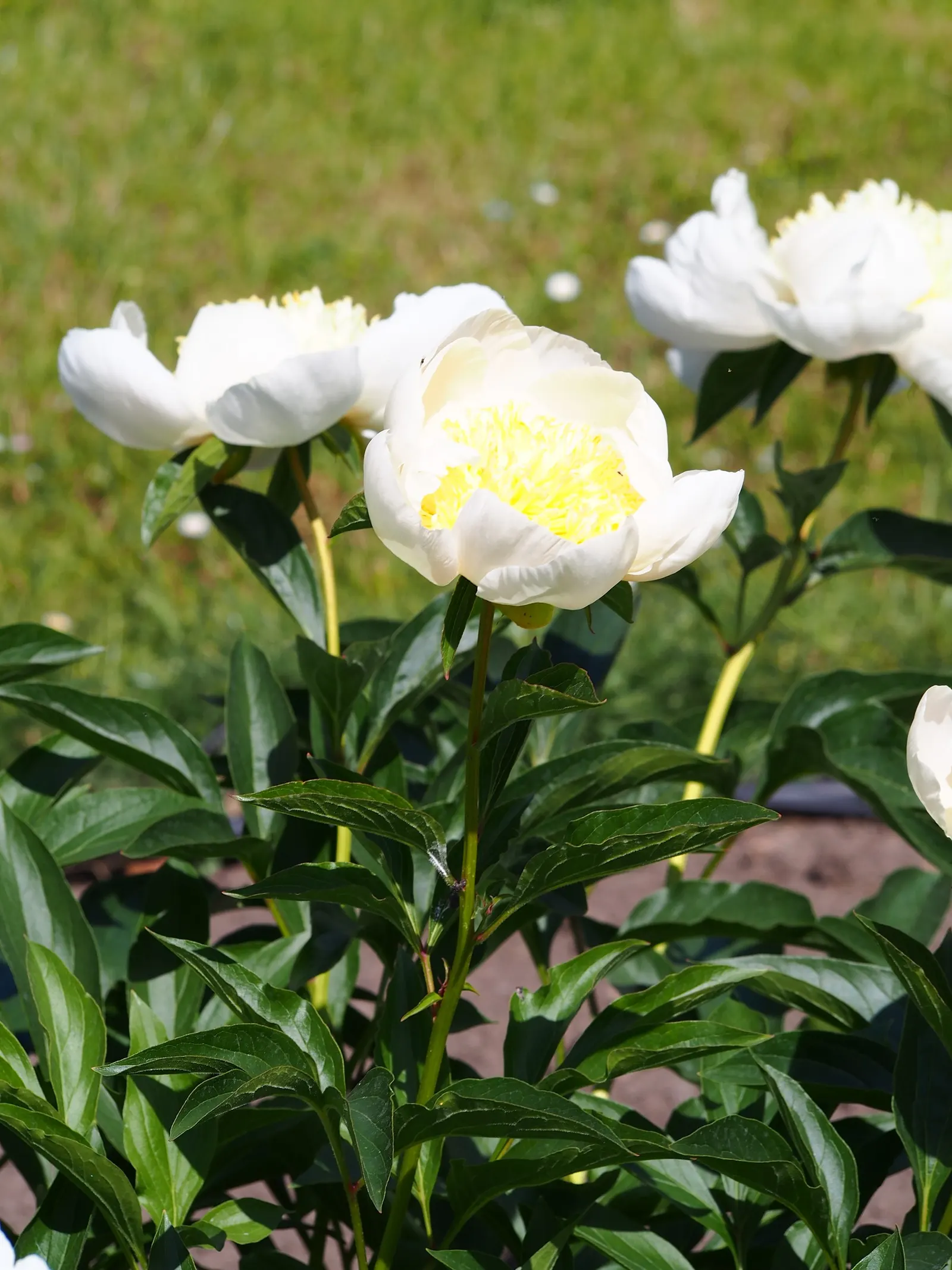 Chinese Peony (Paeonia Lactiflora) — attract pollinators to the landscape; exhibit a variety of hues including whites, image 77