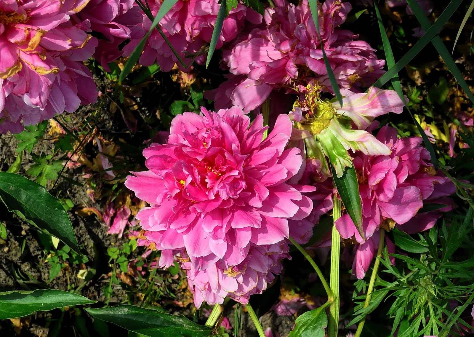 Chinese Peony (Paeonia Lactiflora) — Little pruning is needed, just the removal of spent flowers to promote health and aesthetics