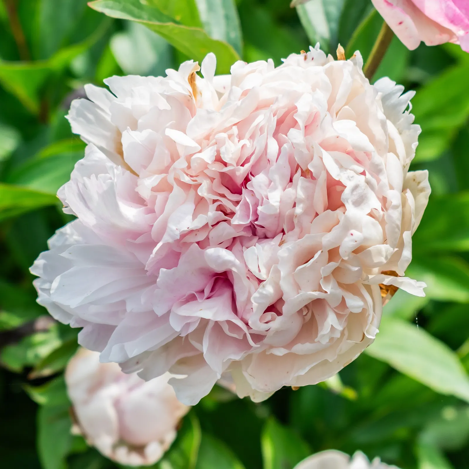 Chinese Peony (Paeonia Lactiflora) — fragrant flowers in shades from white to deep pink; blooms appear in late spring, offering a spectacular display