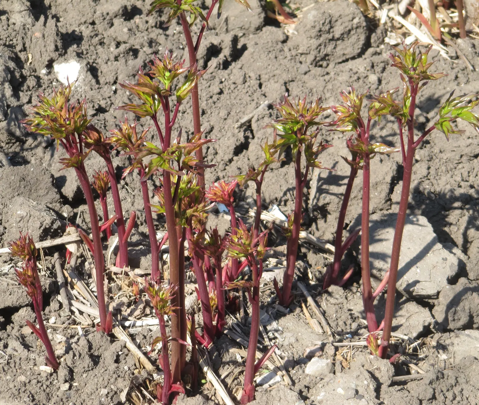 Chinese Peony (Paeonia Lactiflora) — Early to mid-spring is when these impressive blooms typically make their first appearance