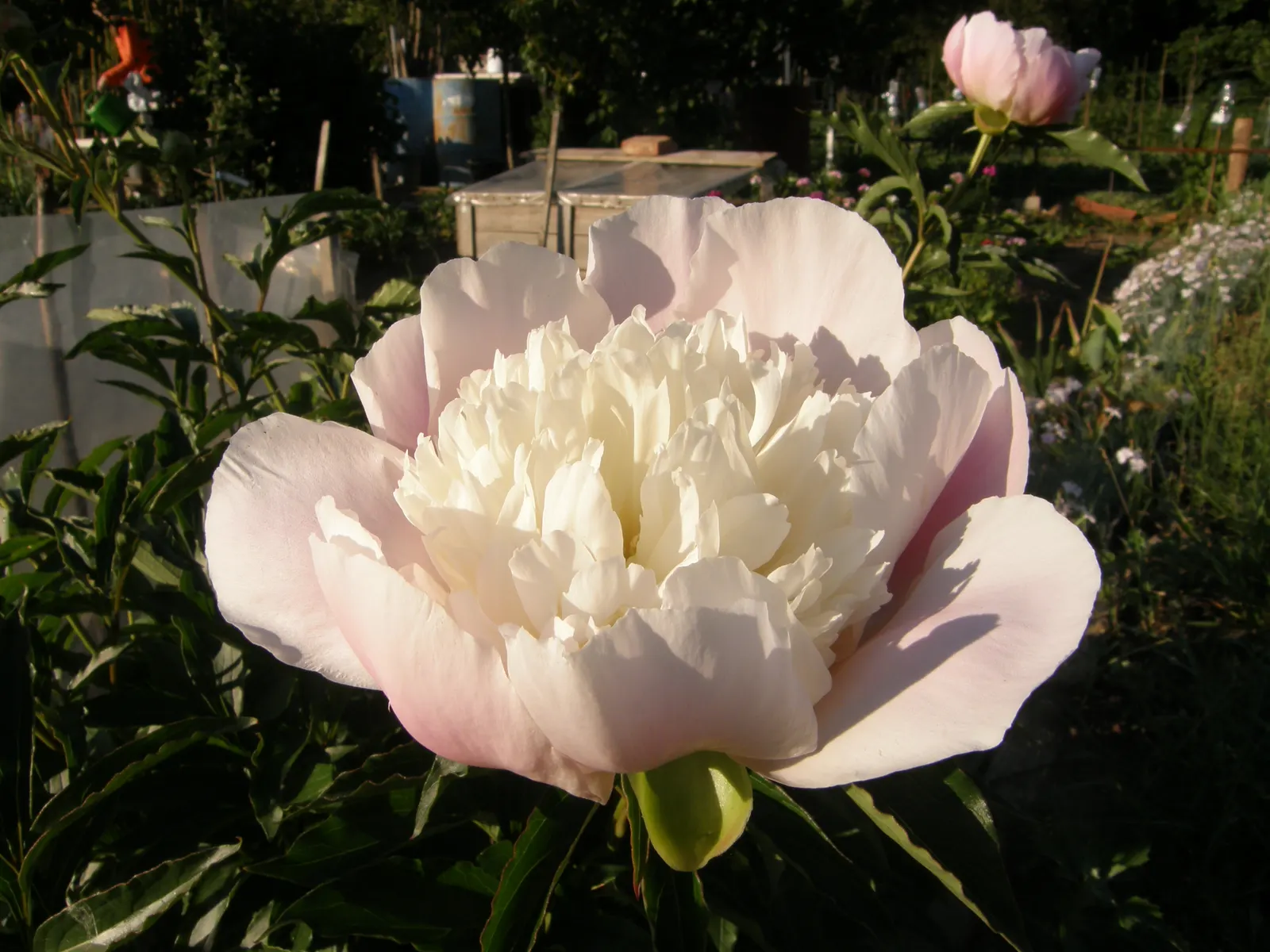 Chinese Peony (Paeonia Lactiflora) — perennial for full or half or shade; providing a backdrop for other garden plants post bloom, image 87