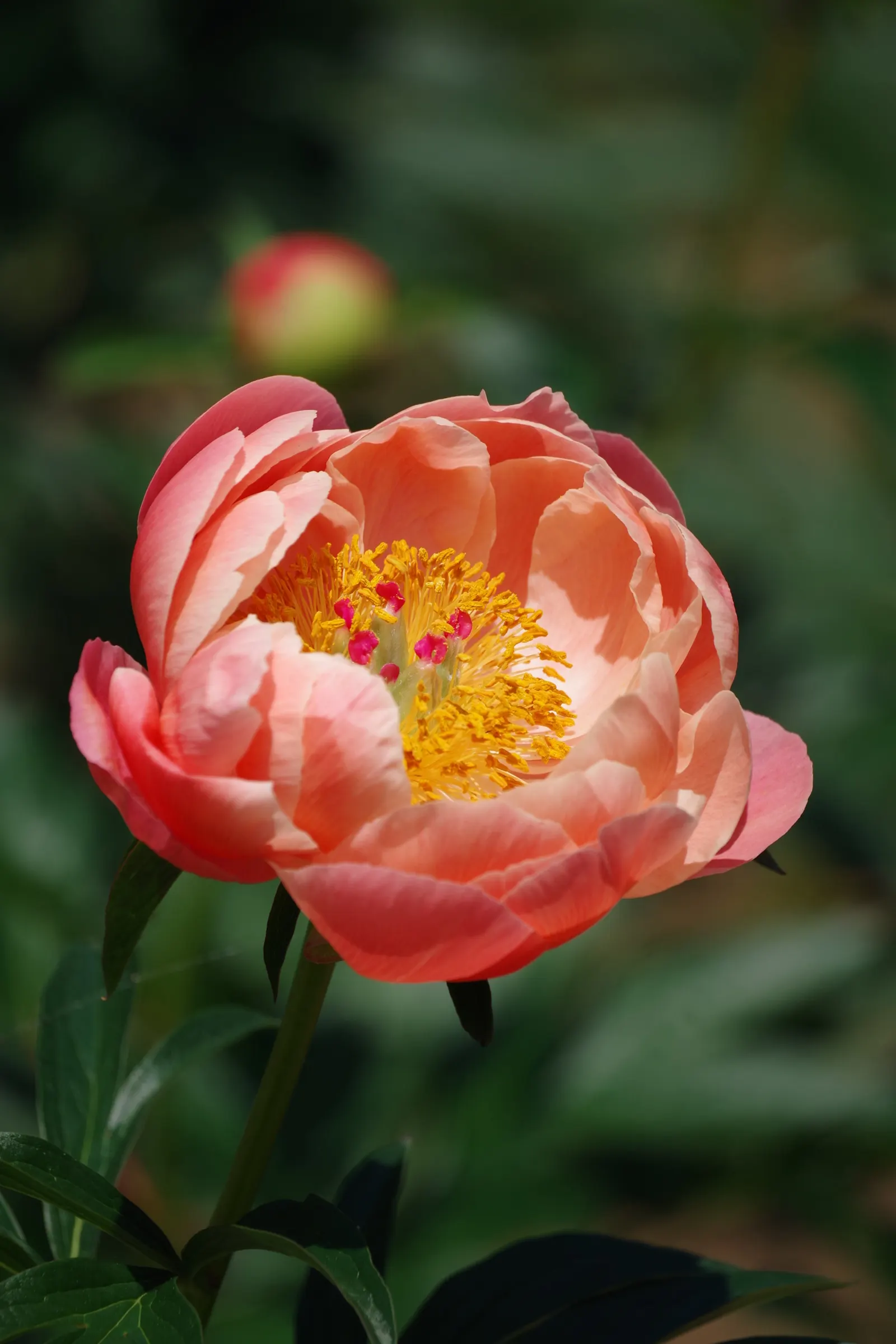 Chinese Peony (Paeonia Lactiflora) — perennial for full or half or shade