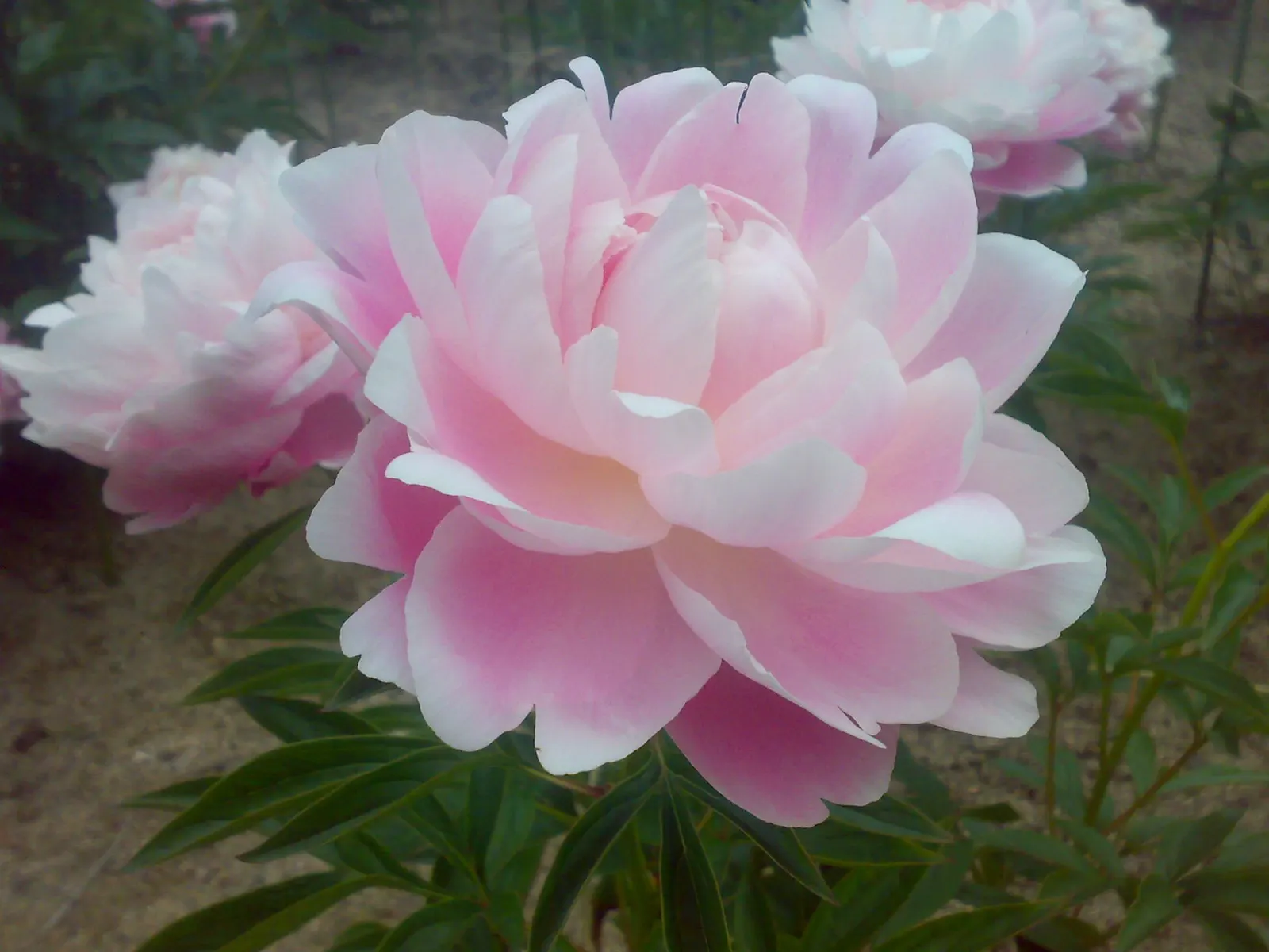 Chinese Peony (Paeonia Lactiflora) — peonies are generally cold-hardy