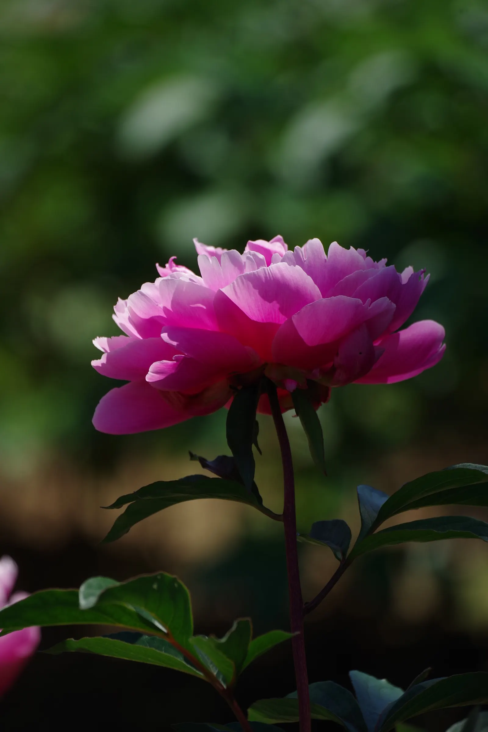 Chinese Peony (Paeonia Lactiflora) — this species boasts a rich horticultural history and is celebrated for its beauty and fragrance; thriving in zones 3-8, it