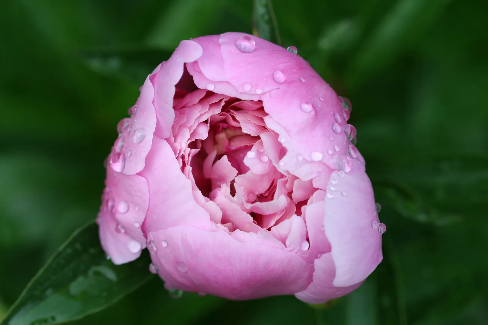 Chinese Peony (Paeonia Lactiflora) — gracing gardens with their presence in May or early June