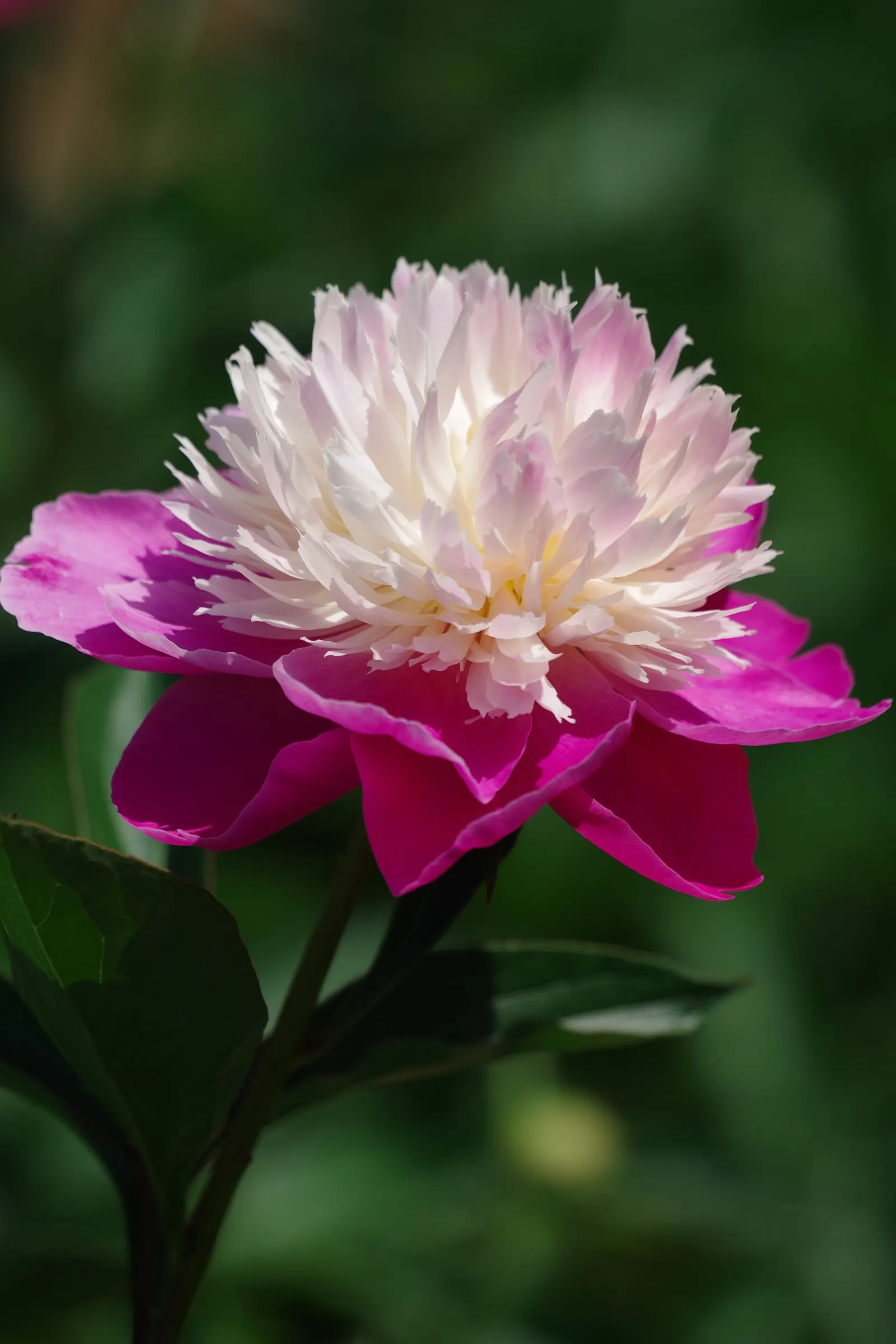 Chinese Peony (Paeonia Lactiflora) — is a perennial plant renowned for its lush; gracing gardens with their presence in May or early June