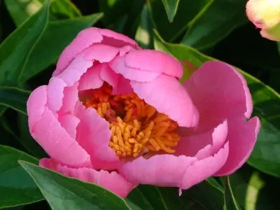 Chinese Peony (Paeonia Lactiflora) — providing a backdrop for other garden plants post bloom