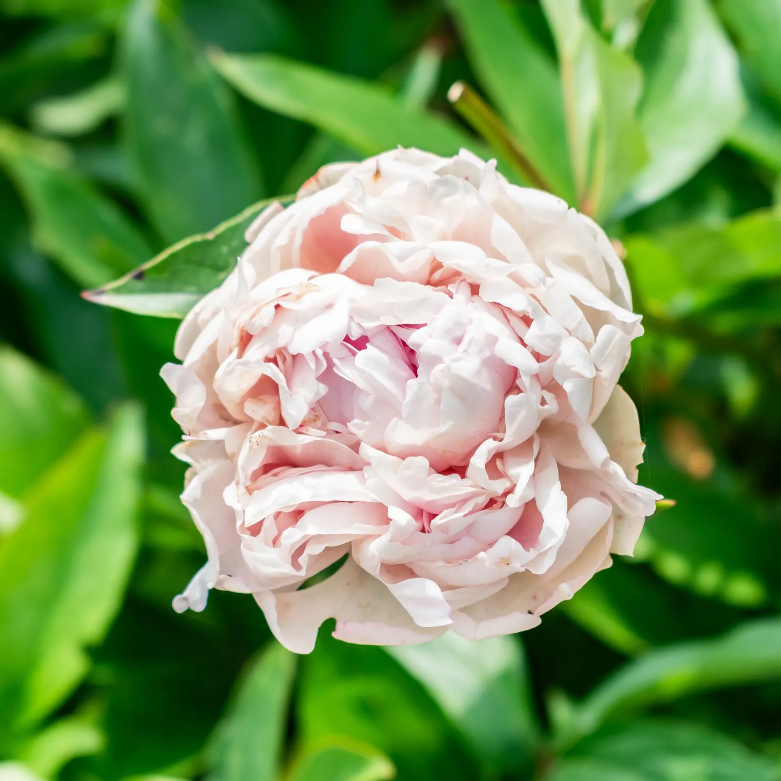 Chinese Peony (Paeonia Lactiflora) — Thriving in zones 3-8, it reaches 2-3 feet in height and spread; consider that an individual plant can reach a mature size