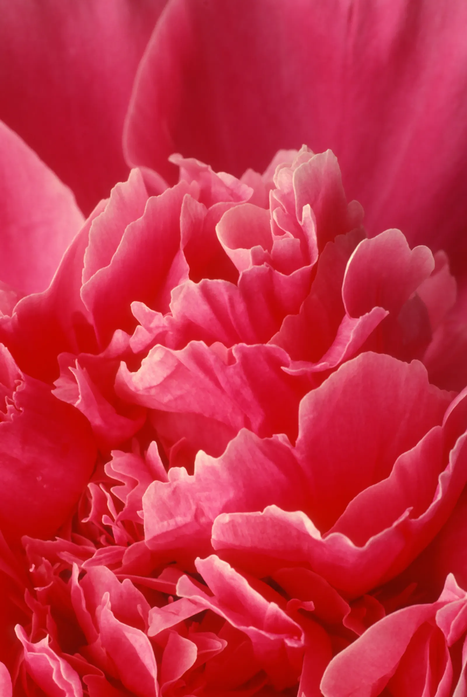 Chinese Peony (Paeonia Lactiflora) — consider that an individual plant can reach a mature size of roughly 2 to 3 feet in height and spread